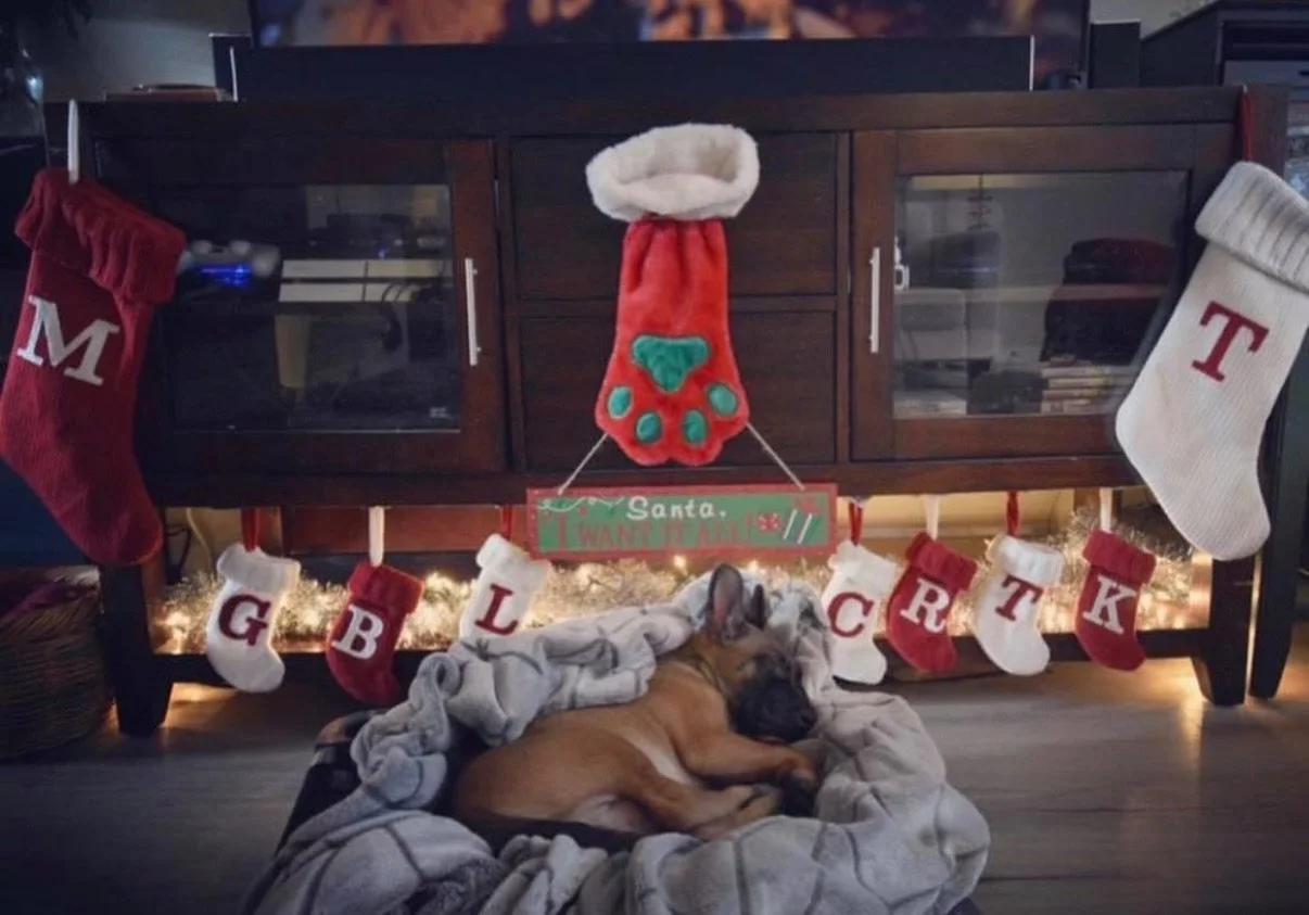 A lovely Merry Christmas to all, and all a goodnight.. 🐶 😴 ✨ 

#KindredK9 #DogTraining #OffLeash #ConfidentDog #Obedience #DogsOfInstagram  #Training #AttentionTraining #InstaDog  #HappyDog #Dog #Christmas #Puppy #Malinois #SleepyPuppy