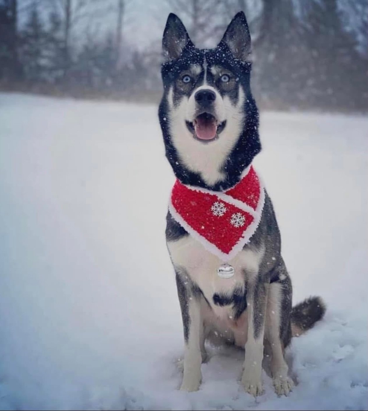 Merry Christmas &amp; Happy Birthday to this handsome dog! 🎄♡ 🐾

#KindredK9 #DogTraining #OffLeash #ConfidentDog #Obedience #DogsOfInstagram  #Training #AttentionTraining #InstaDog  #HappyDog #Dog #Husky #SiberianHusky #MerryChristmas #HappyHoliday
