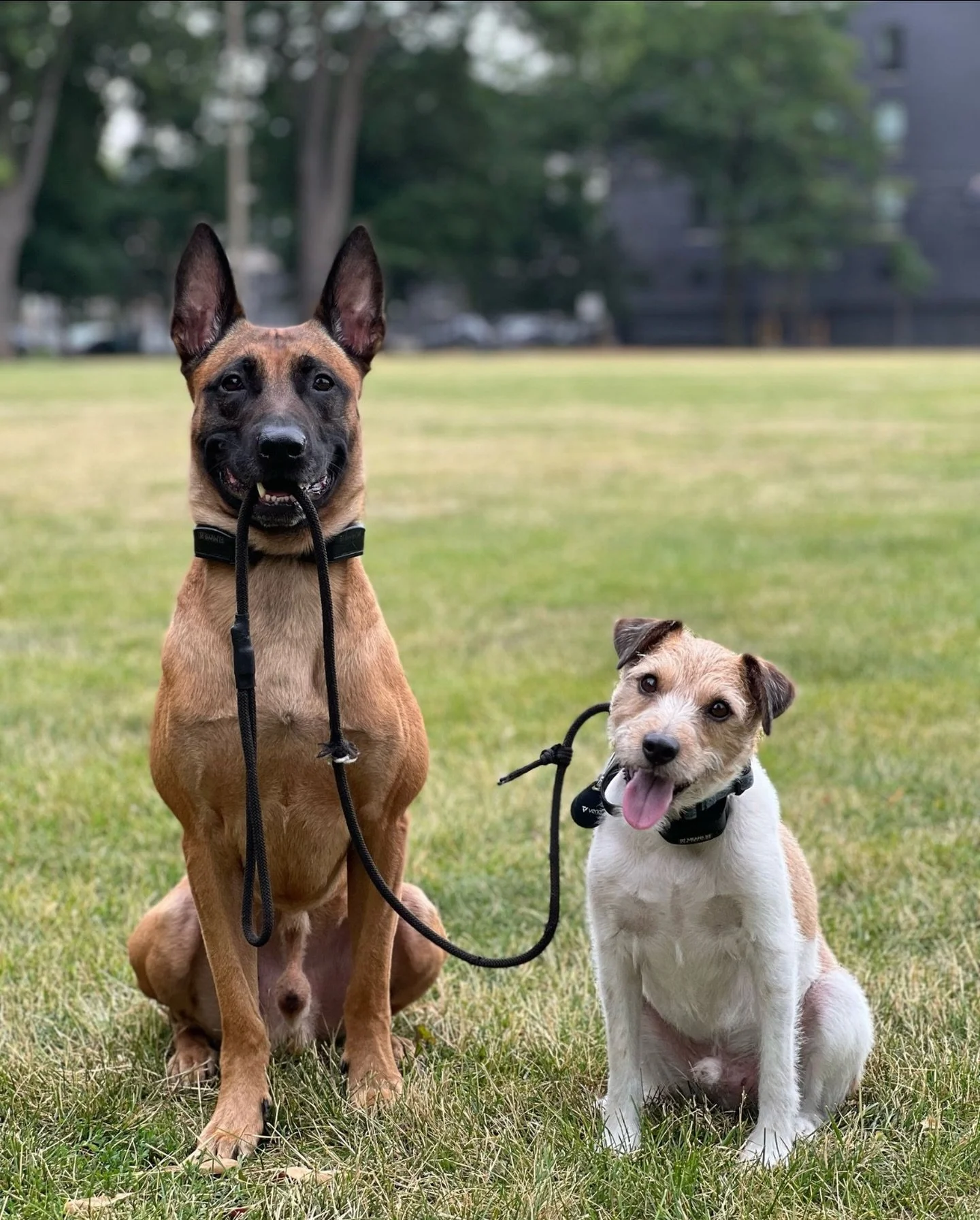 Staying loyal to you and your most loyal companion.. 
We Are Here For You &amp; Your Pack!! ❤️ 💯 

#KindredK9 #DogTraining #OffLeash #ConfidentDog #Obedience #DogsOfInstagram  #Training #AttentionTraining #InstaDog  #HappyDog