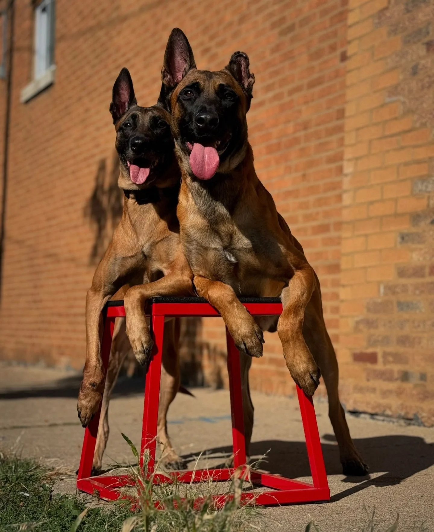 Place work &amp; Pedestal work is one of many brilliant ways to target a dog&rsquo;s control of their own energy.
Helping them learn deep impulse control &amp;  deep focus. 🐕 🐕 

#KindredK9 #DogTraining #OffLeash #ConfidentDog #Obedience #DogsOfIns