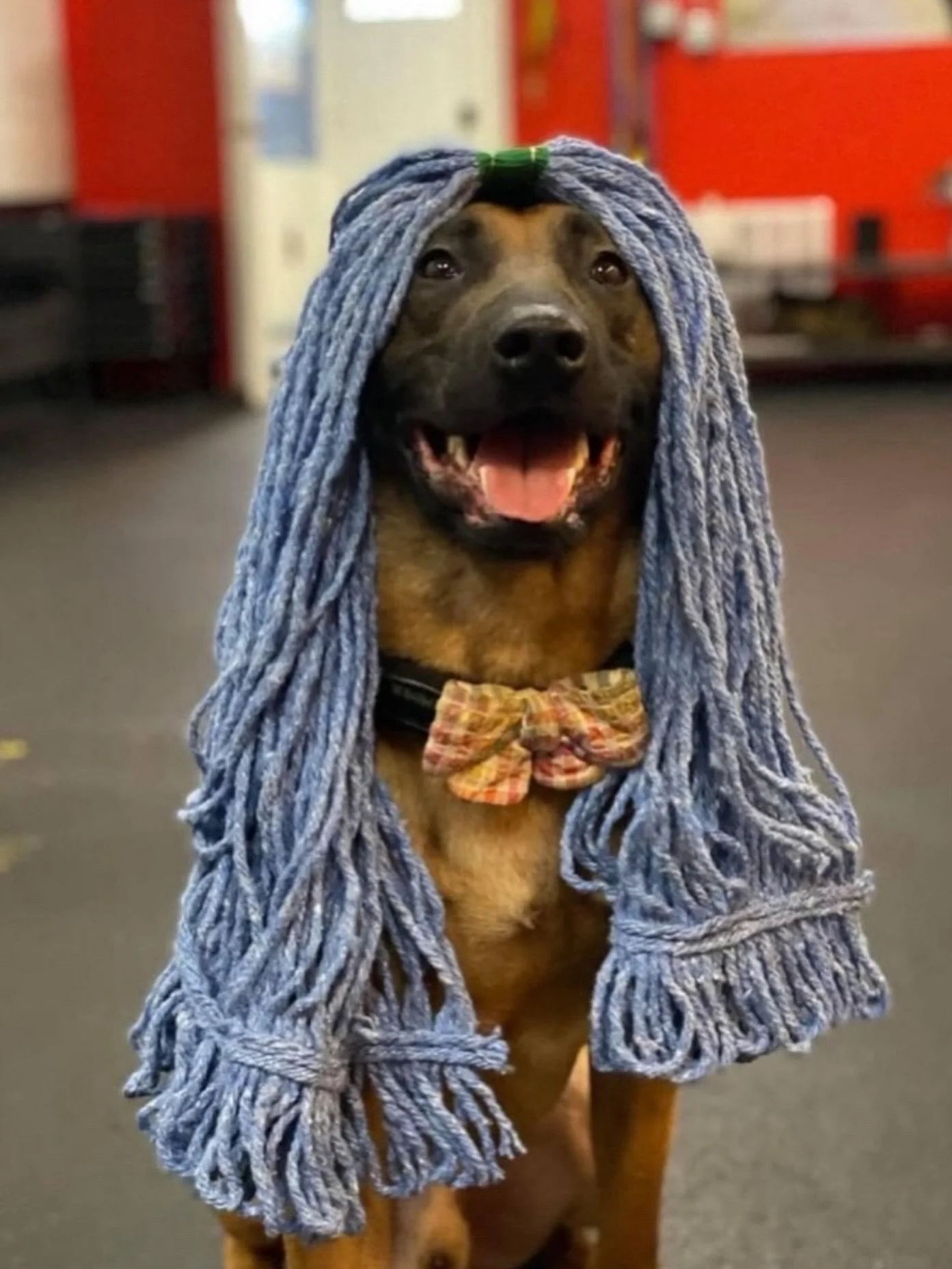 Am I #Pretty !? 💅🤭😉

#KindredK9 #DogTraining #Malinois #FunnyDog