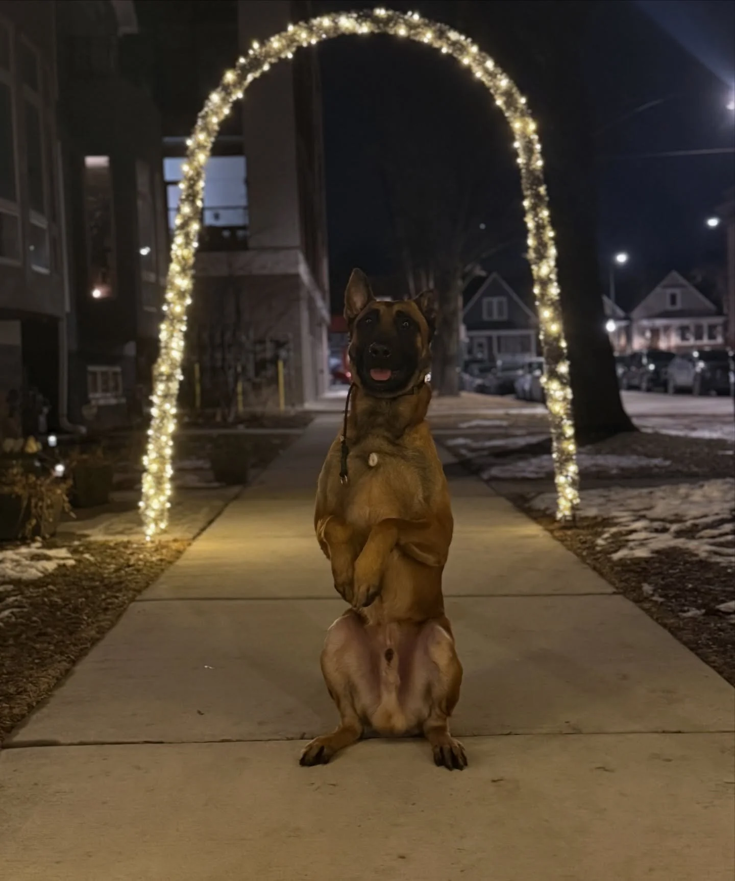 Hope everyone enjoyed their #SuperBowl - Now back to the grind! 🐕 🏈 

#KindredK9 #DogTraining #Malinois #Dog