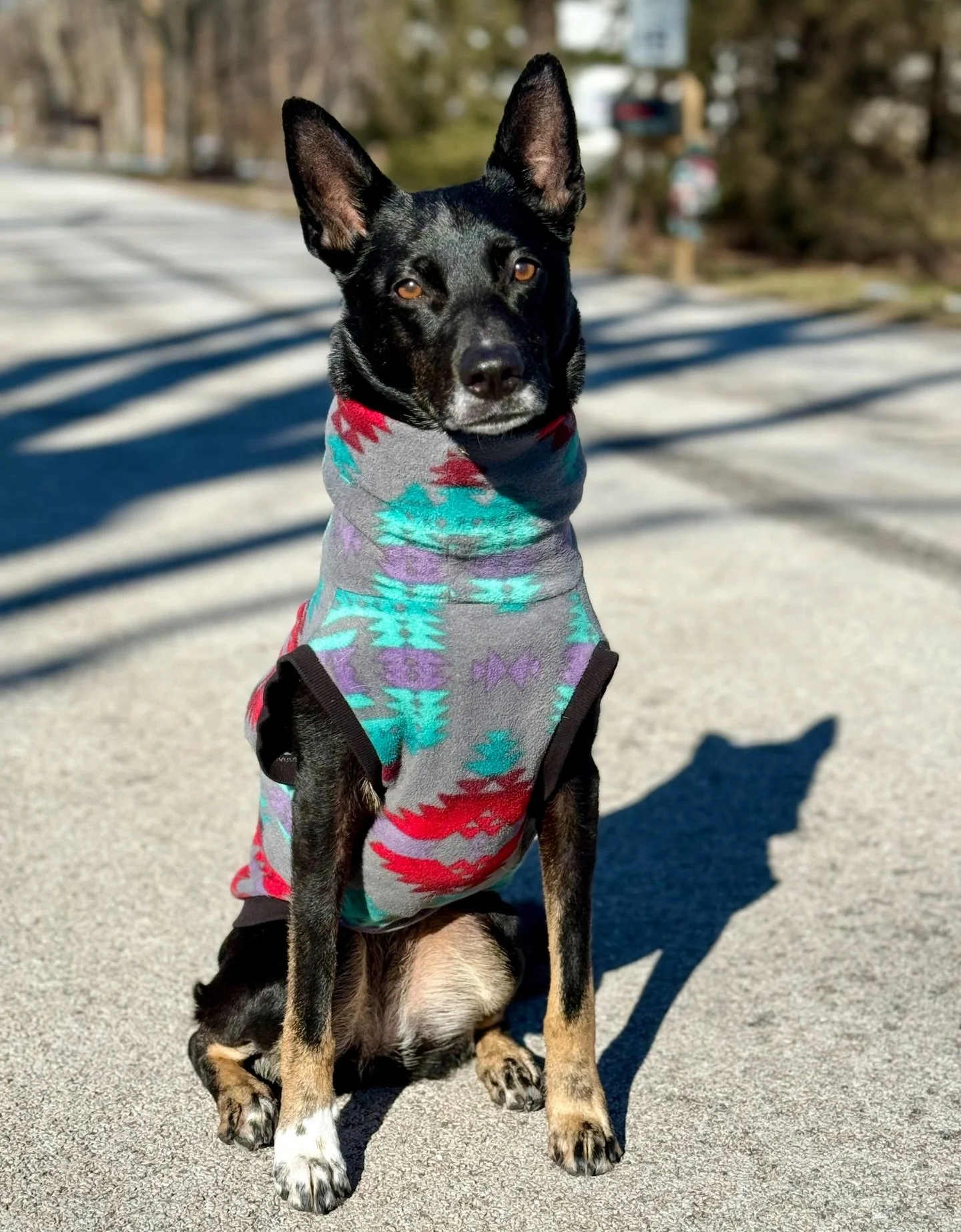 &lsquo;Sky&rsquo; staying warm &amp; cozy all while looking BEAUTIFUL! 👀 😍

@threadzntails @sky.and.rain.the.doggitos 

#KindredK9 #DogTraining #CattleDog #Shepherd #Dog