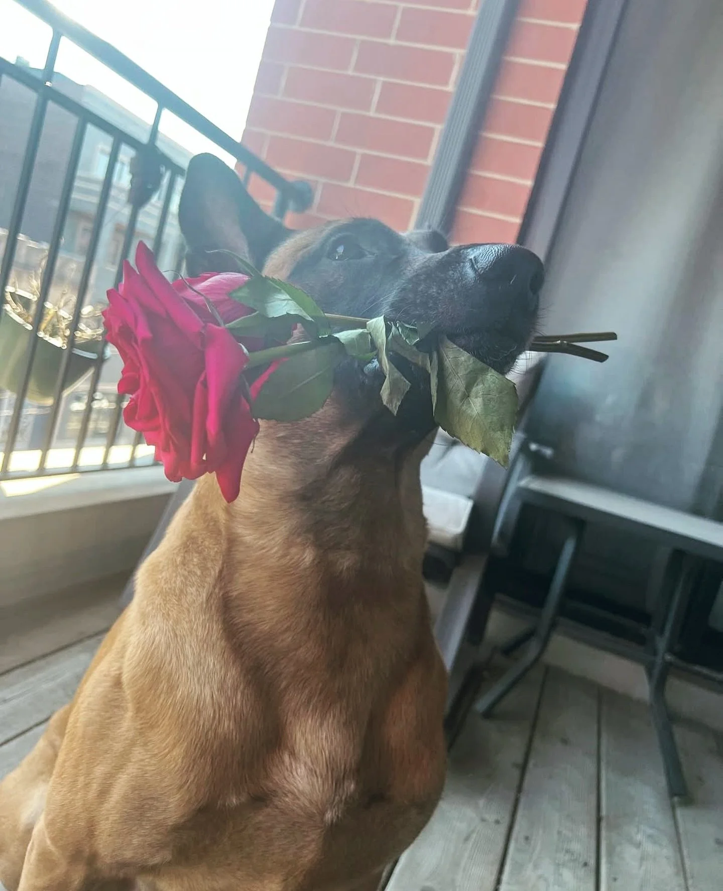 &lsquo;Kuma&rsquo; getting all dapper for his #Valentines crush.. 😍🥰

#Malinois #Dog #Flowers #Love