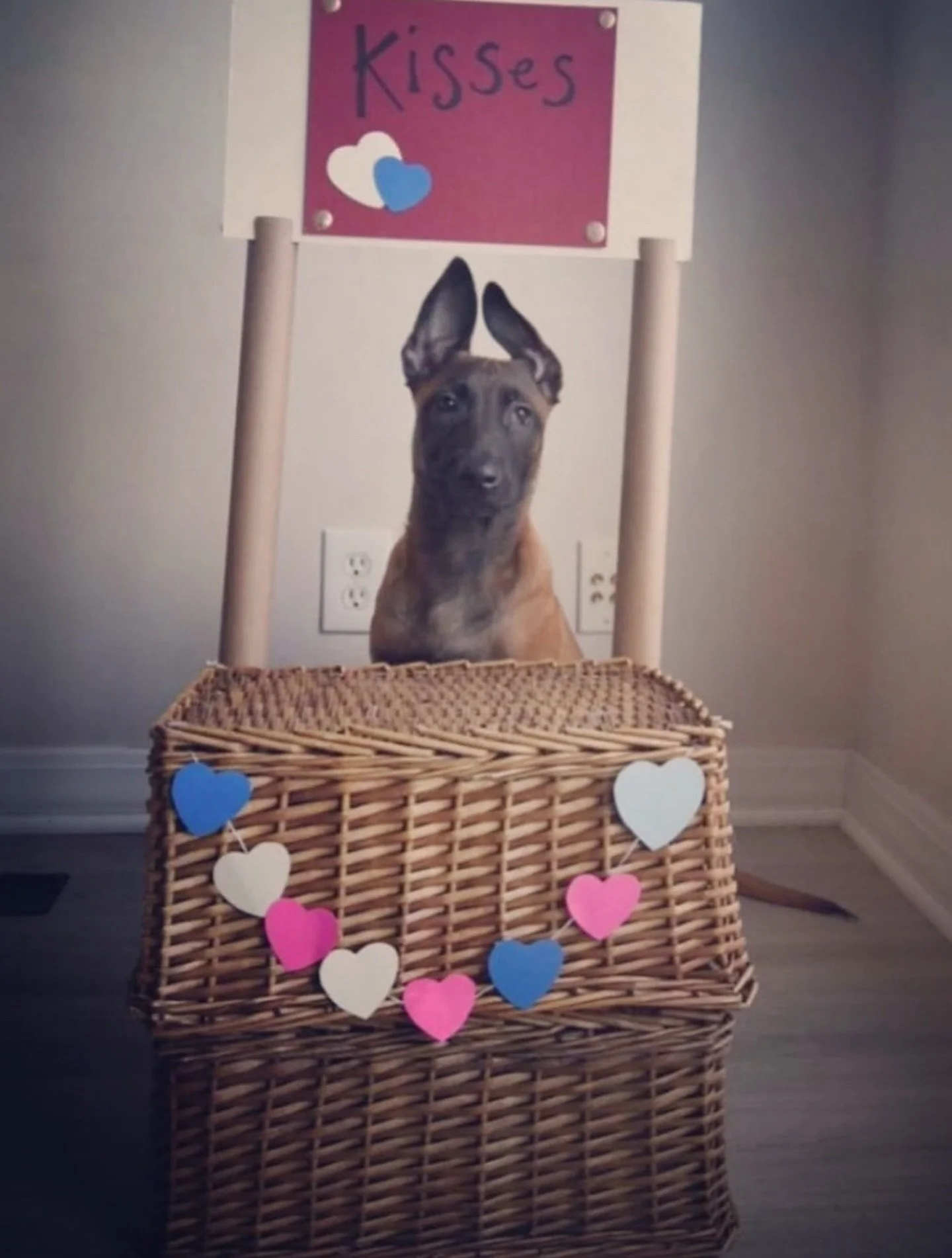 Happy Valentine&rsquo;s Day!! 🥰😘

#HappyValentines #Love #BeMine #Malinois #PuppyLove