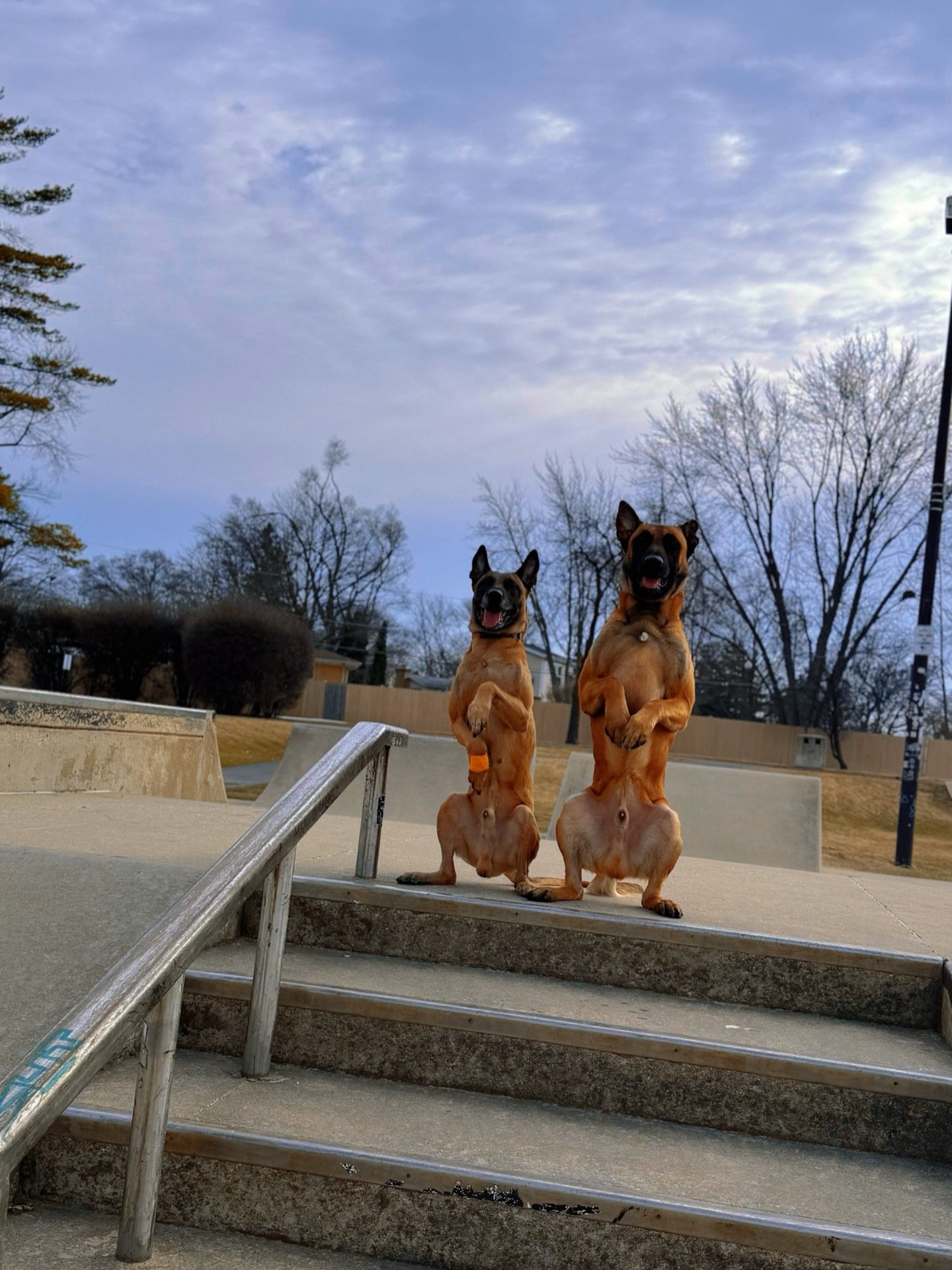 STICK&rsquo;eM Up!! 🤗 🙌 

#Dog #DogTraining #Malinois #SkatePark #WorkingDog