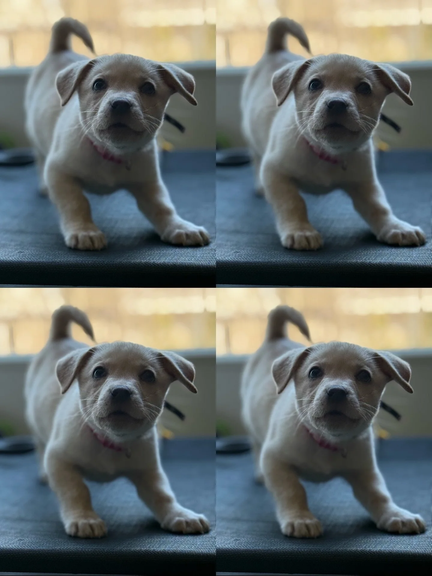 Happy #NationalPuppyDay !! 😍 🐶 

Discounts on puppy courses all months of March &amp; April! 

Enroll today! 

#dogtraining #puppylove #puppy #Lab