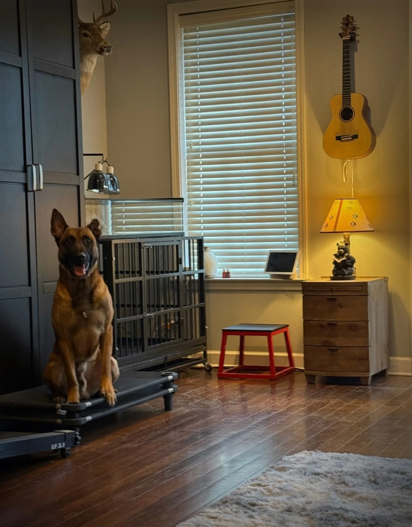 Kaiba placing while the floor gets mopped.. 😍

#dogtraining #dog #Malinois #guitar #happydog