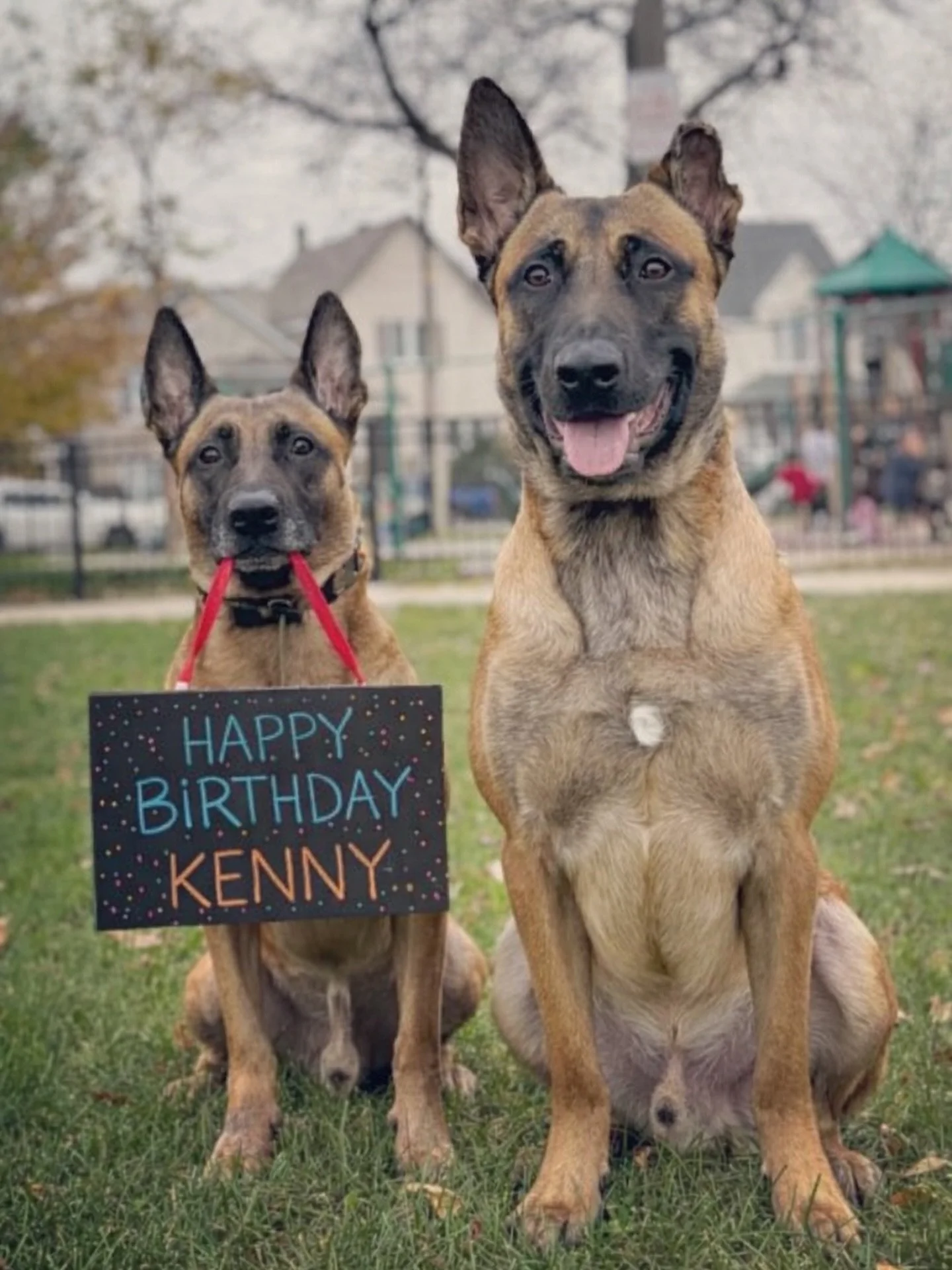 Happy Birthday Uncle Kenny! 🥳🥰

#dogtraining #dog #HBD #Malinois #fetch