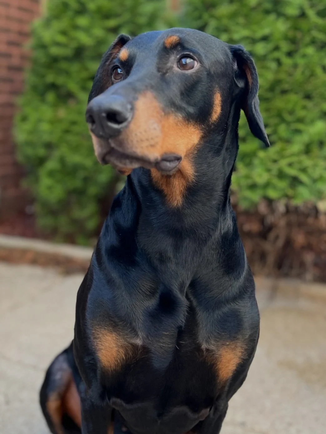 That special shine after a much needed bath! 🛁 🐾 

#dogtraining #dog #Doberman #handsome #goodboy 
@maximusaureliusthedobie