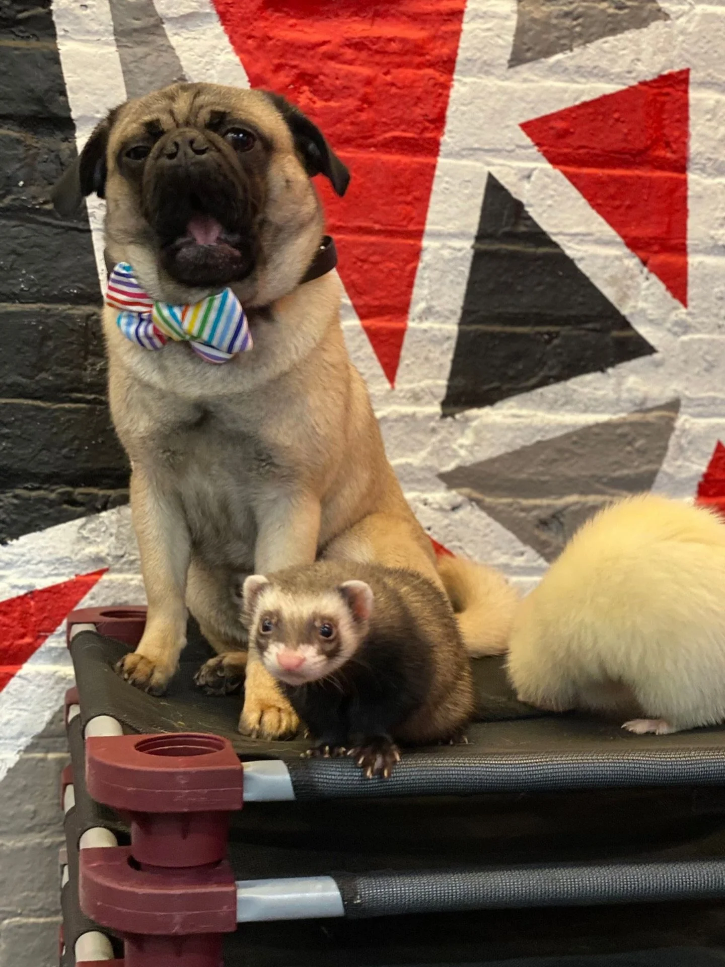 Kindred K9 Dog &amp; Ferret Training!! 

We opened up a brand new species to our training programs!! 

Get your #Ferret trained too!! 

.. #AprilFools !! 😉😋

Train your dog around all distractions in life for the Ultimate control in ANY situation l