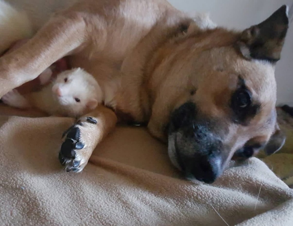 On another note.. happy #NationalFerretDay 🥹🥰

#dogtraining #Ferret #dog #cuddles