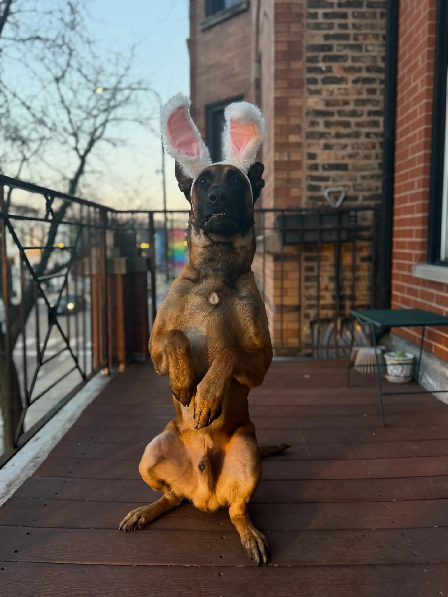 Happy #Easter !! 🐣🐰

#dogtraining #dog #bunny #Malinois