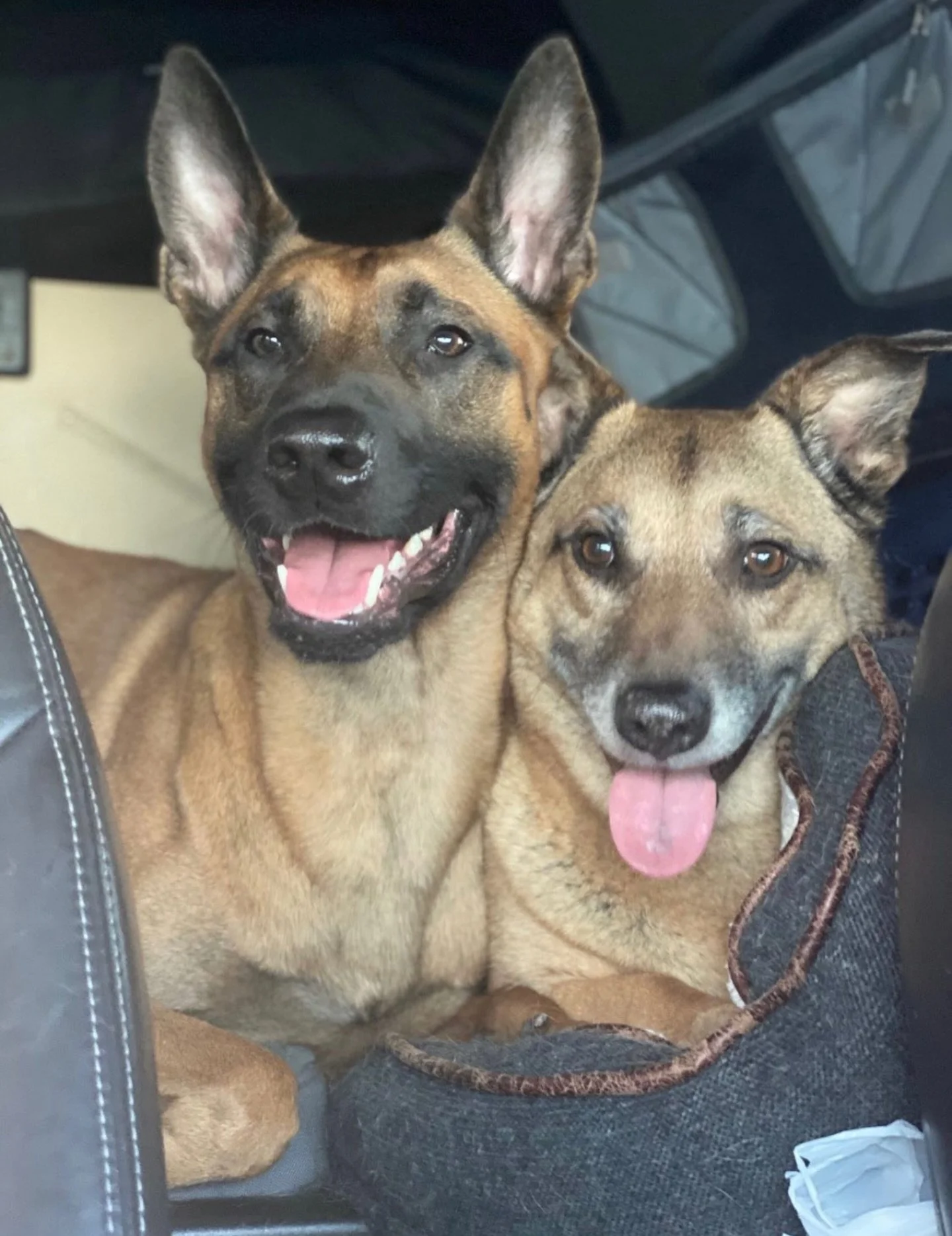 These two were unstoppable together ❤️ 

#dogtraining #dog #Malinois #Corgi #cuddles