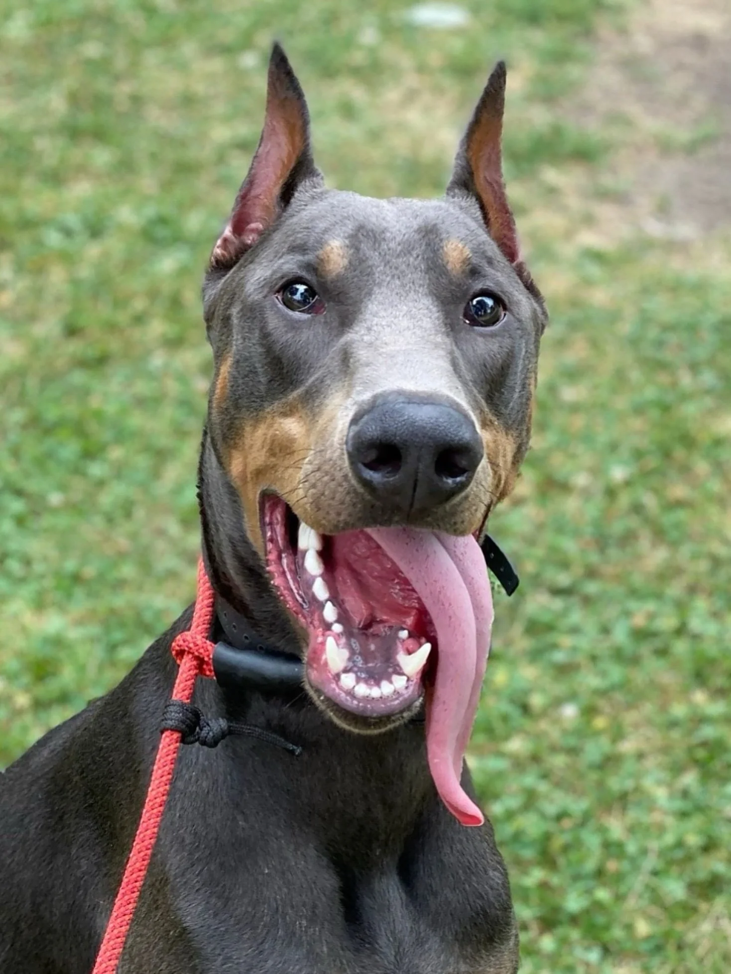 Got that #venom tongue going on.. 

Happy #tongueouttuesday 😋

#dogtraining #dogsoftiktok #doberman