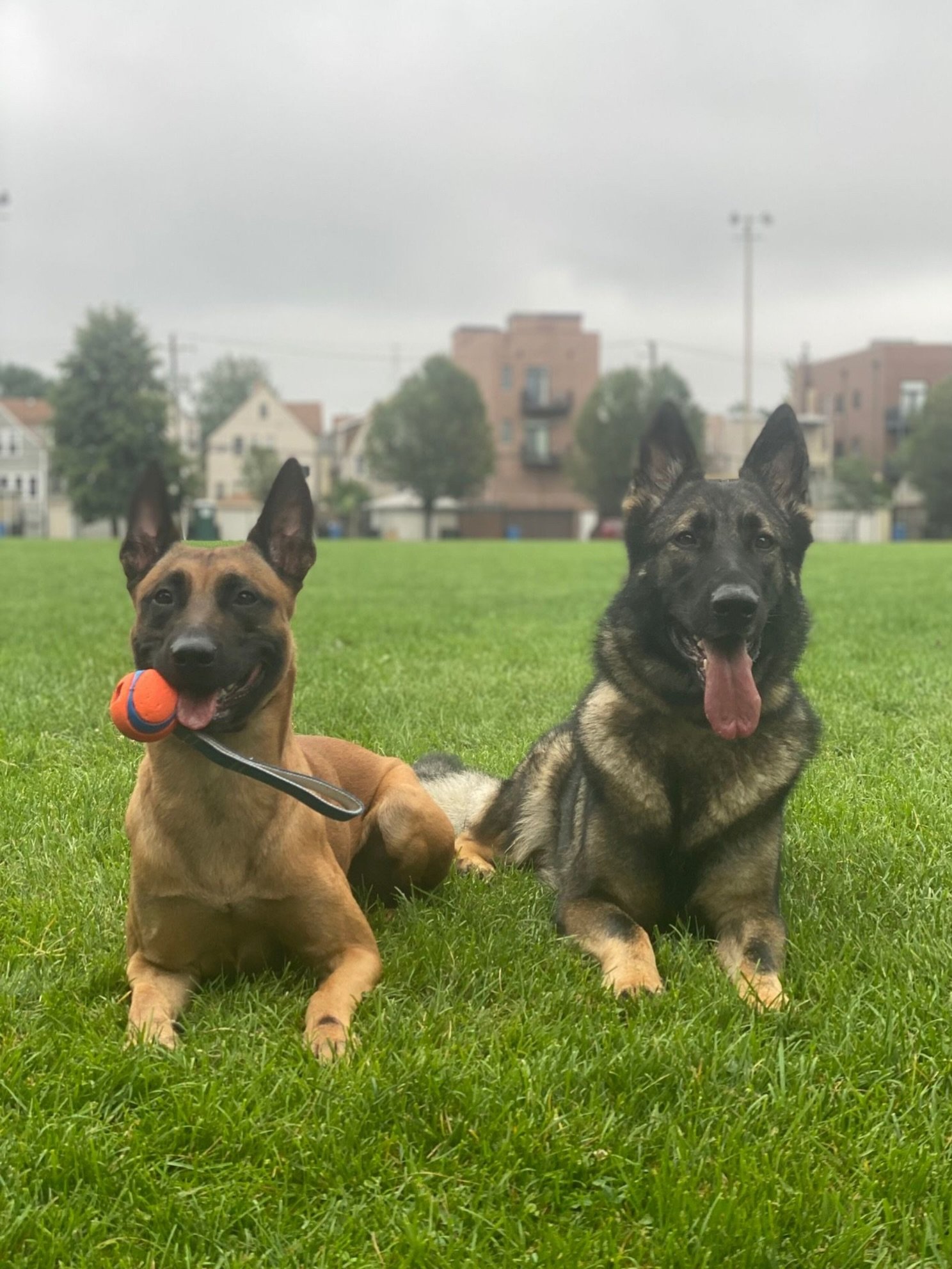 Buddies who train together, stay together. 🥰💯

#dogtraining #malinois #dog #germanshepherd #happydog