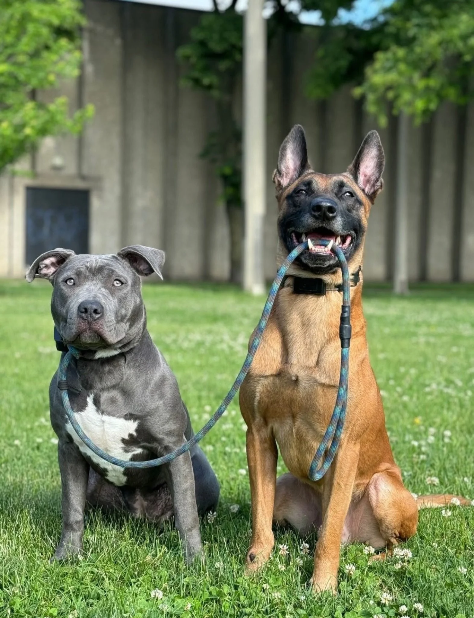 Stay focused on good slack in your leash when out and about with your dogs. Easier said than done often but with enough time, reps and patience you will be able to teach your dog to understand leash pressure.

We are ALWAYS here to help you and your 