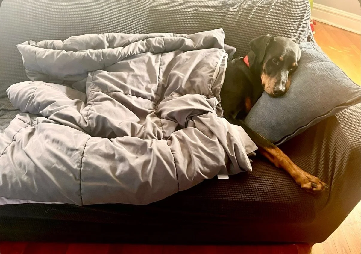Gotta love the adorable photos your clients send you of their #arorable dogs!! 🥰🥹

#lazysunday #dogtraining #doberman #dobie
@maximusaureliusthedobie