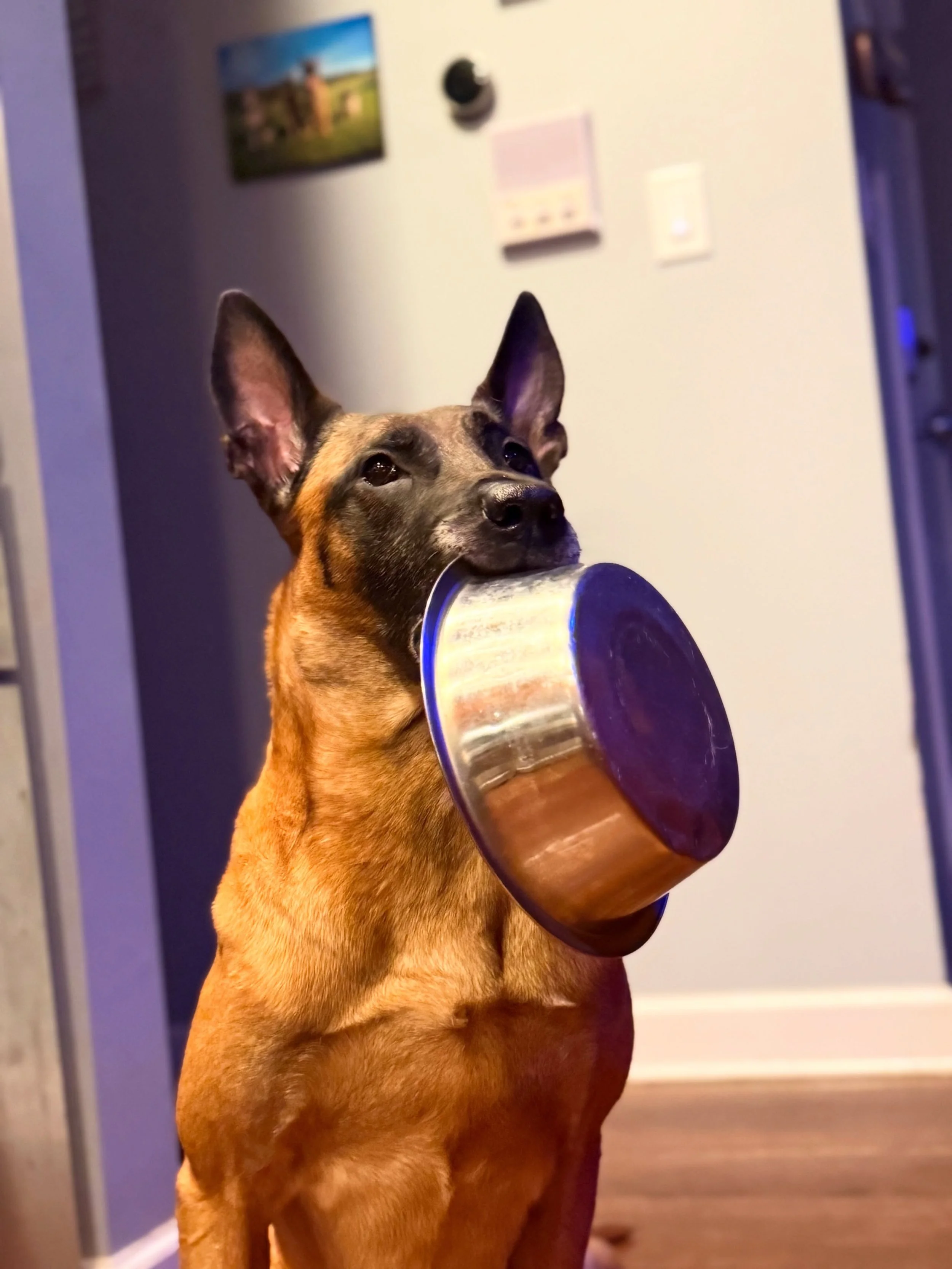 I take it someone is still hungry.. 😋 🥰

All of our training clients are automatically  a part of our #AnimalNutrition program! 
- FREE consultations -

#dogtraining #hungry #malinois #rawfed