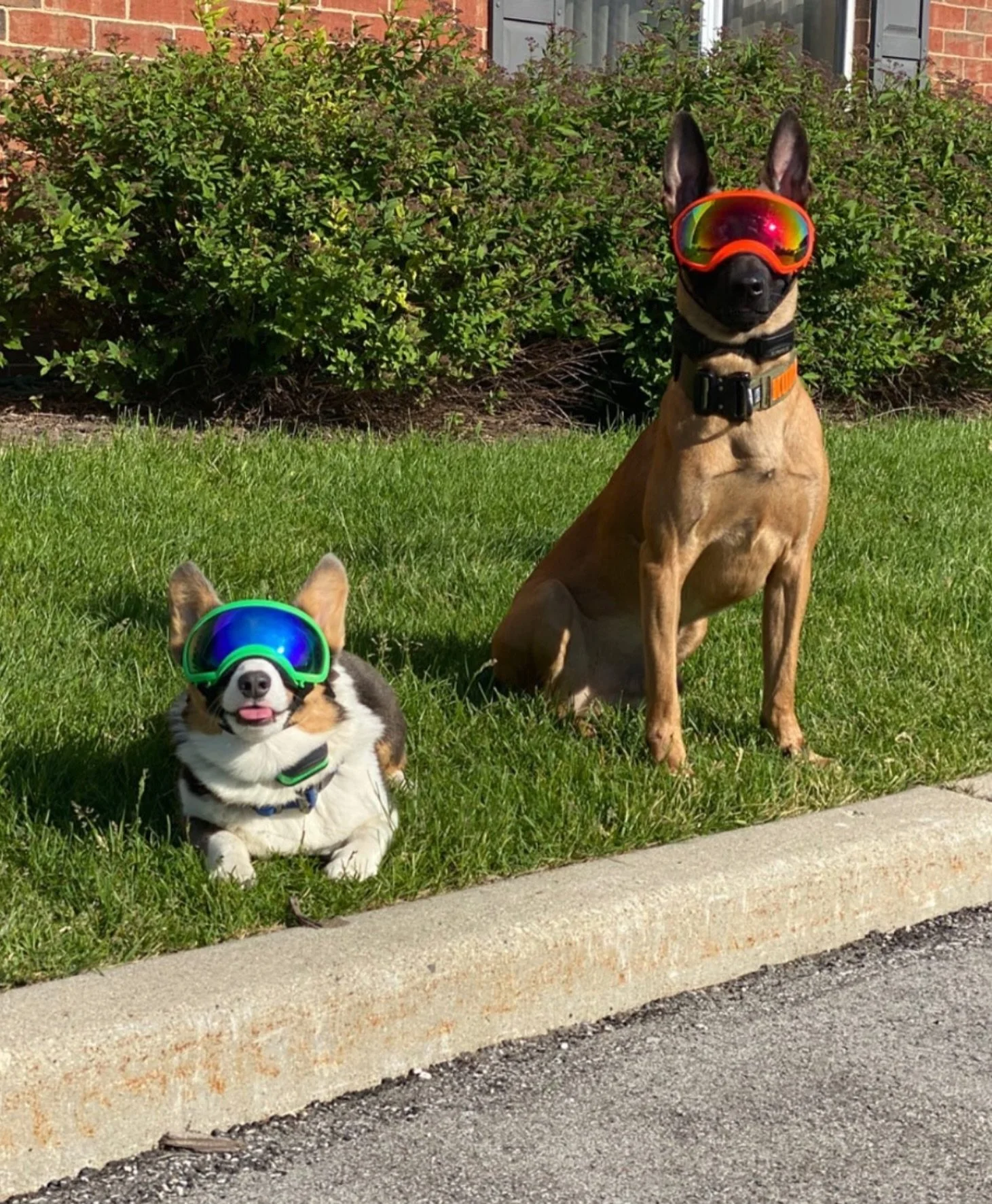 Stay cool folks.. Suns out in Chicago! 😎

#dogtraining #malinois #corgi #sunnies 
@rexspecsk9