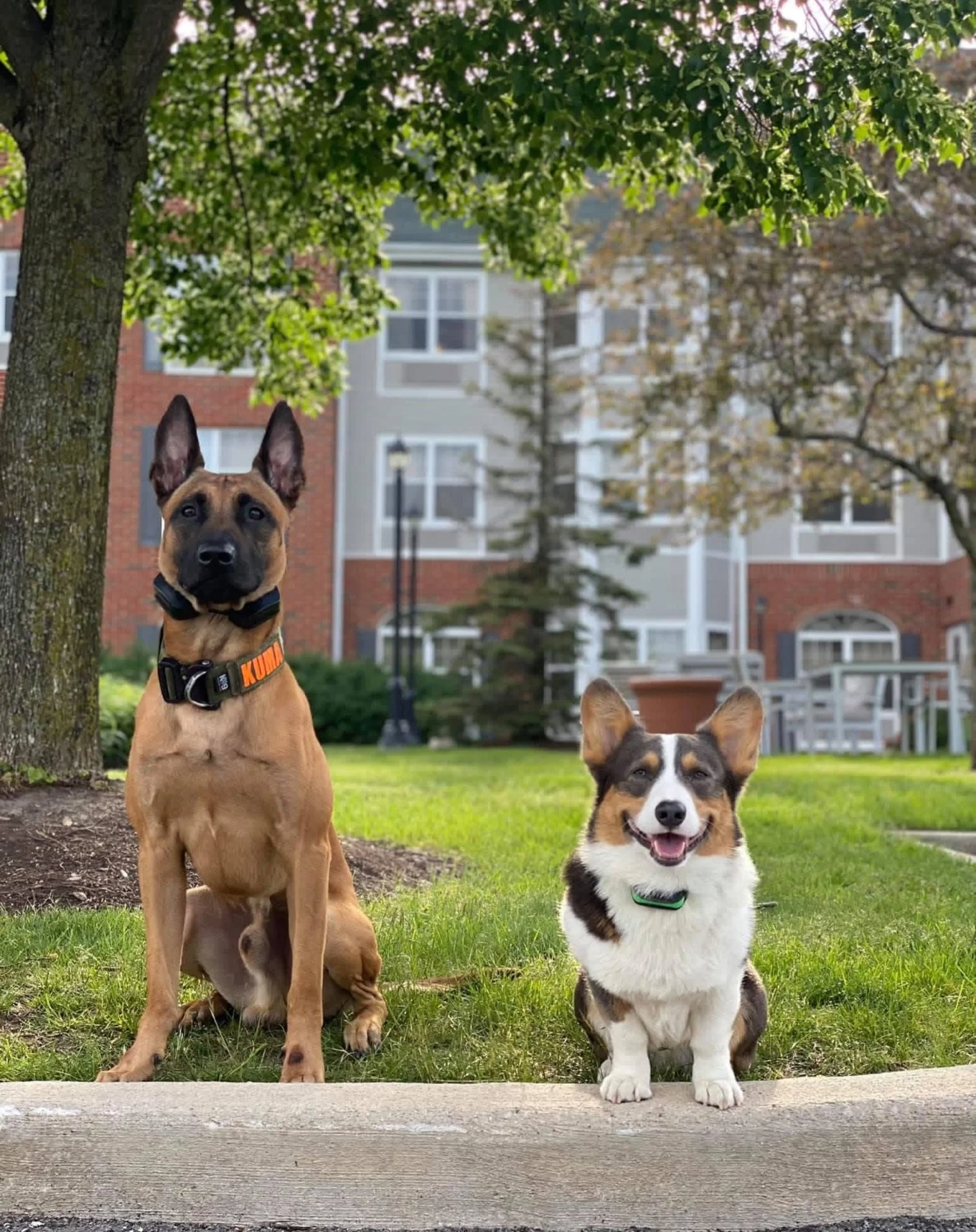 Get out and train your dog today! Stunningly Beautiful day! 🥰💯

#dogtraining #malinois #corgi #dogtrainer #buildingbonds