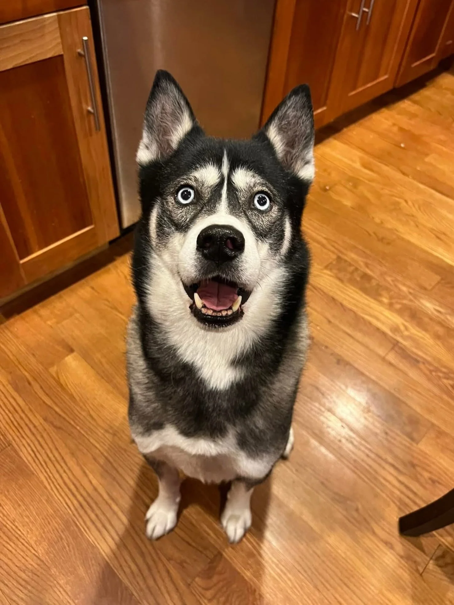 When those baby blues just rip through your heart! ❤️ 👀 😍

#dogtraining #husky #babyblues #beautifulboy #goodboy