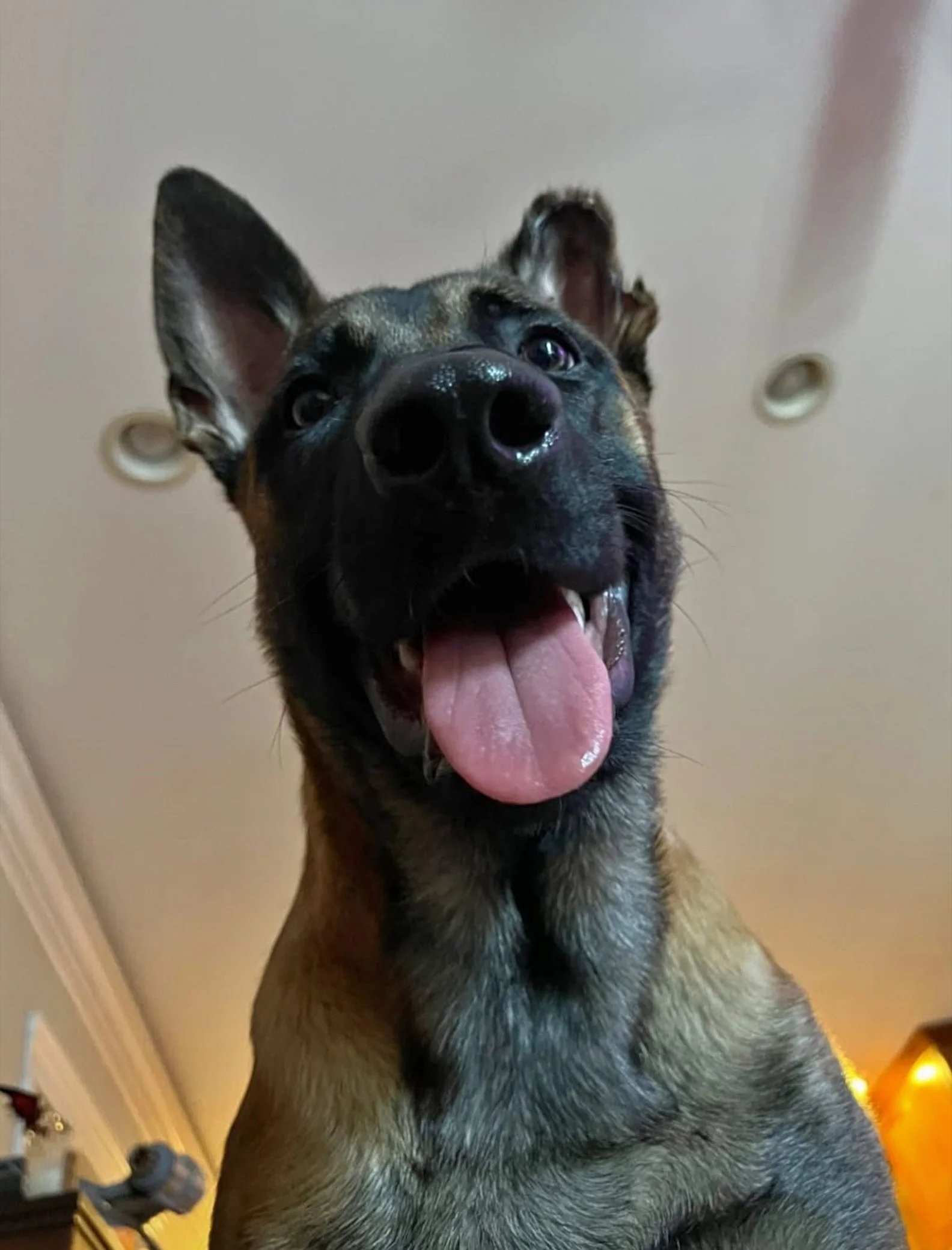 Sooo.. is it Dinner time yet?.. Or wut? 😍 🍖 

#dogtraining #dogsoftiktok #hungry #malinois #hello