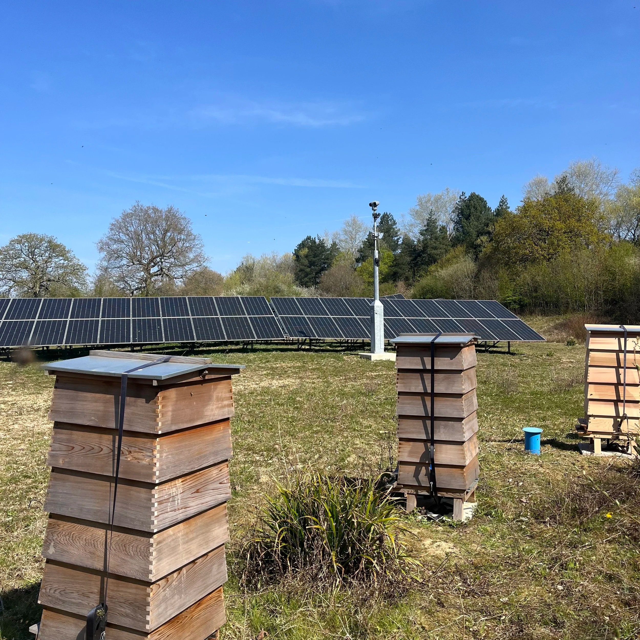 Vision | Join Urban Beekeeping Movement — The London Beekeeper