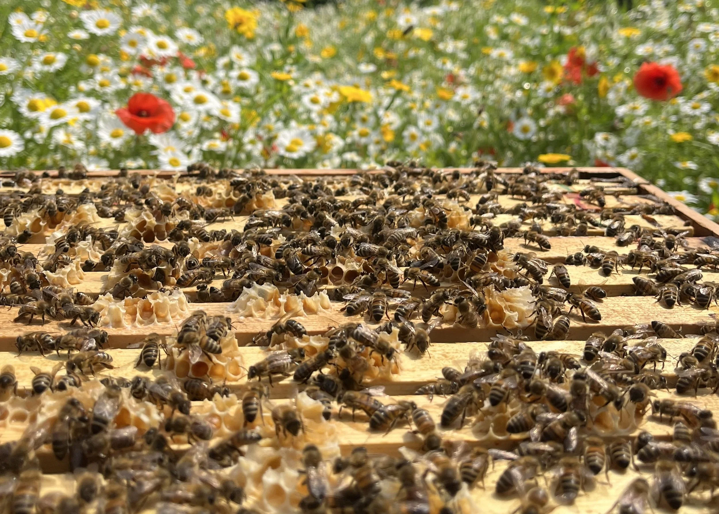 The London Beekeeper Events.jpeg (Copy)