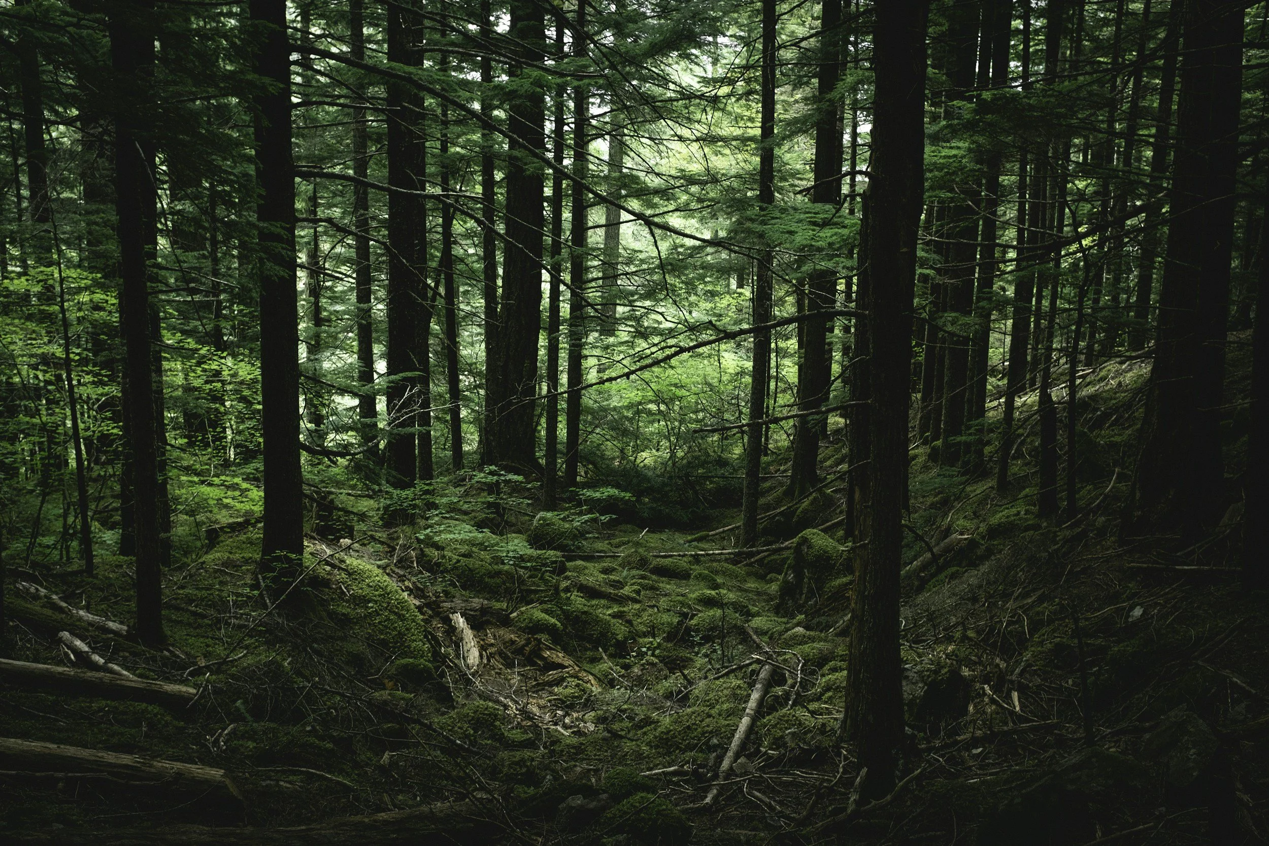 Dense green forest with tall trees and moss-covered ground.
