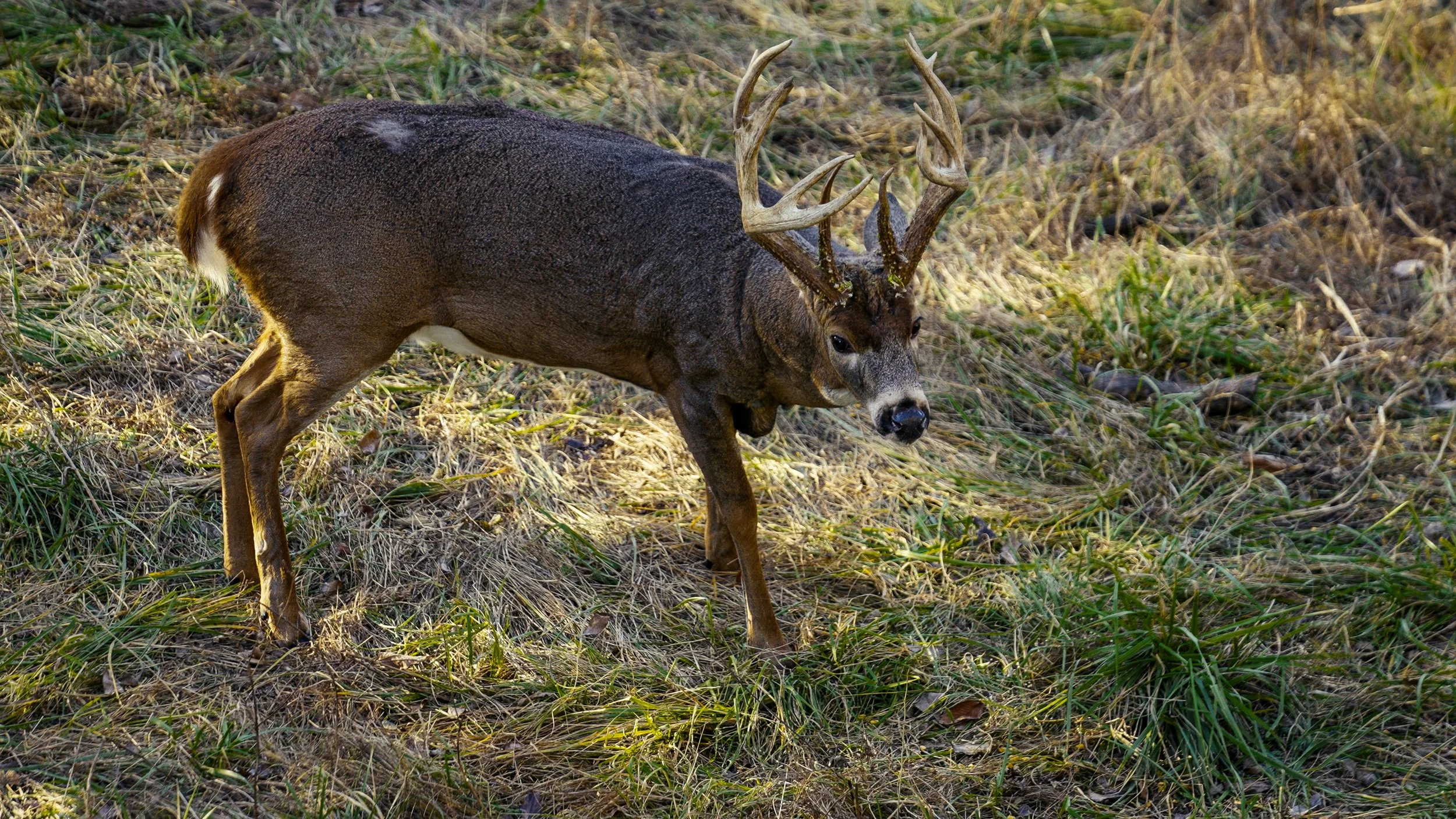 A deer with large antlers standing in a grassy, natural environment.