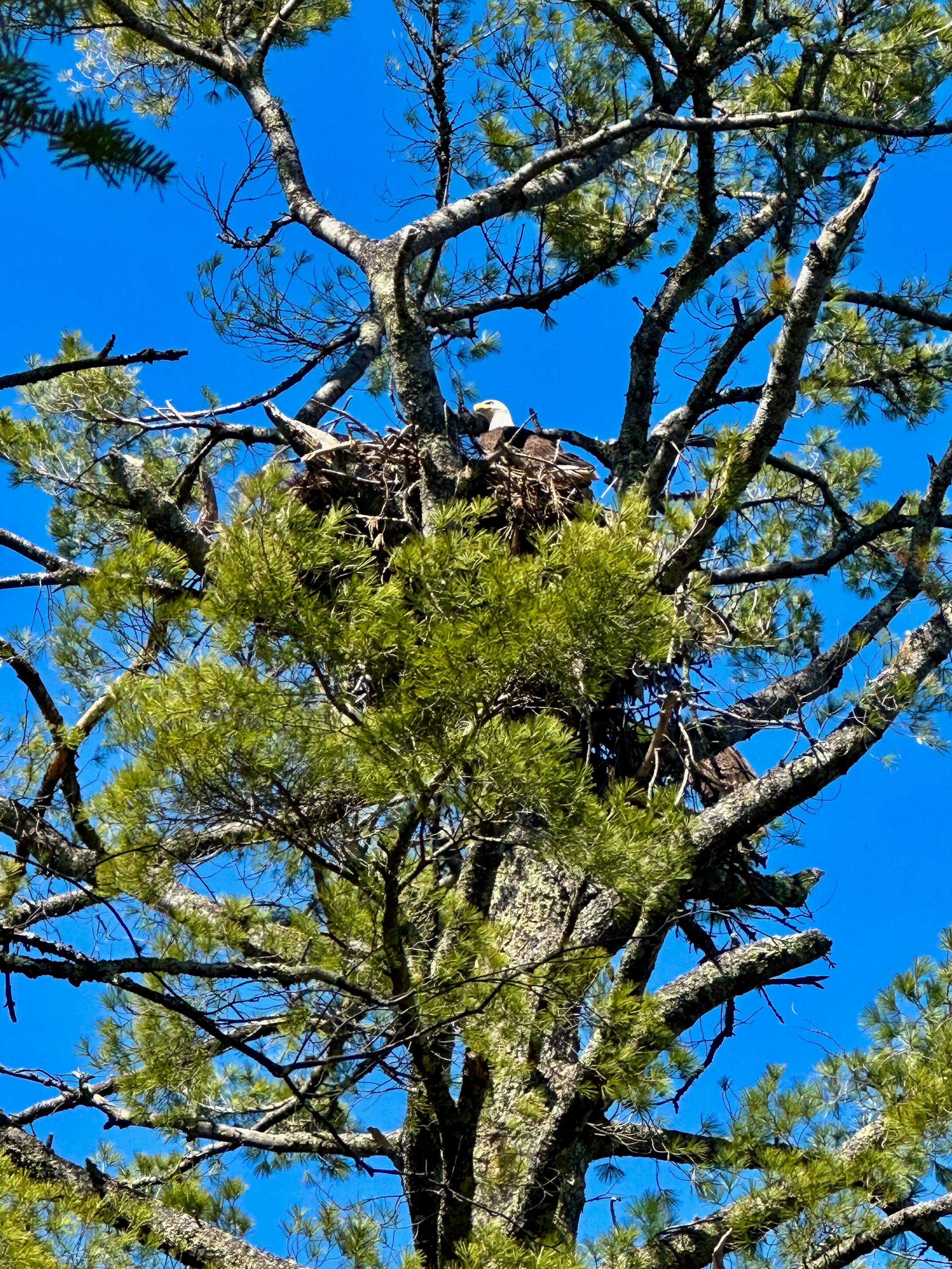 A bald eagle sitting in its nest high in a tall pine tree against a bright blue sky.