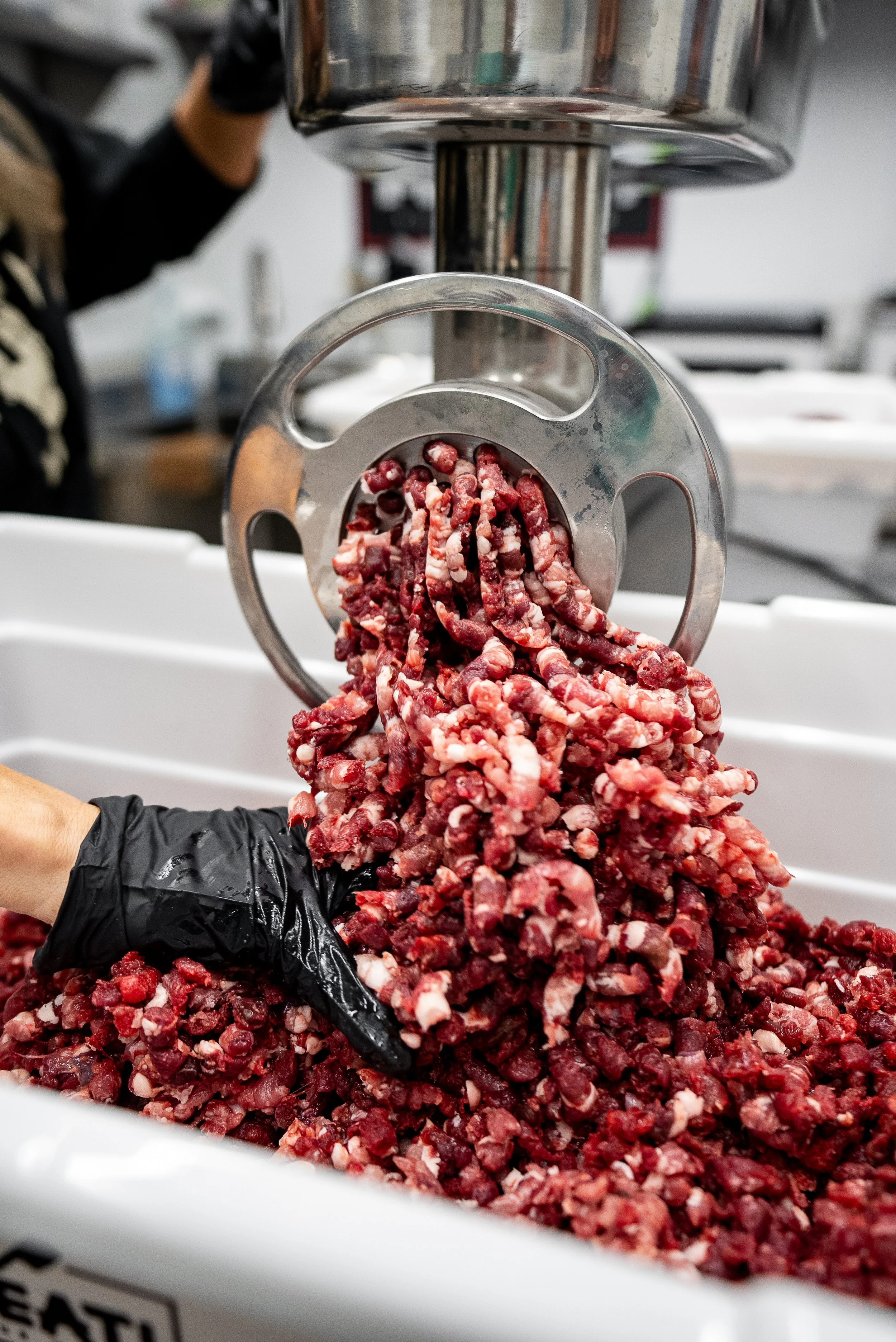 A meat grinder with ground beef falling into a white container, with a person wearing a black glove operating it in a kitchen or processing facility.