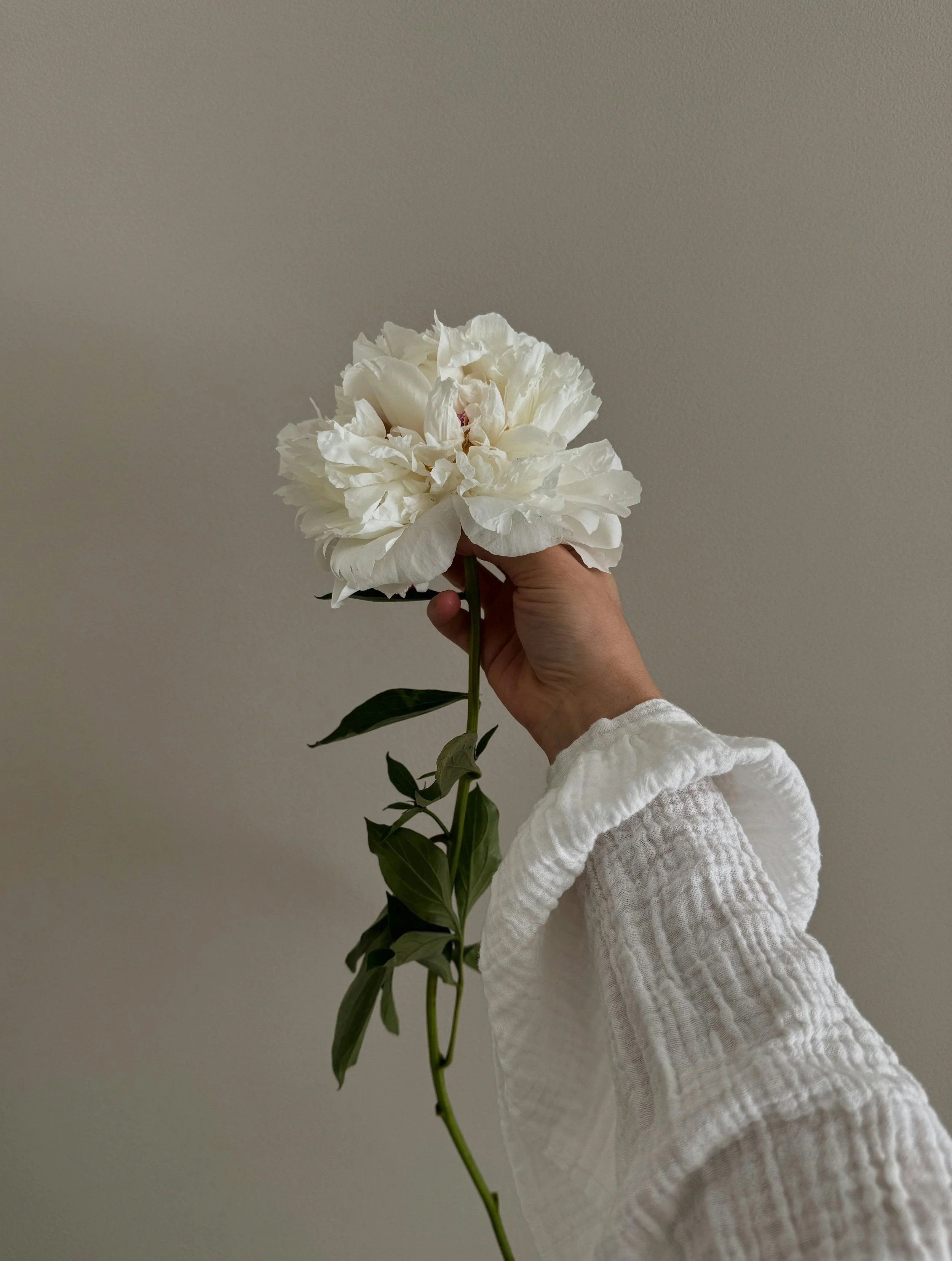 A hand holding a large white peony flower with green leaves against a plain neutral background.