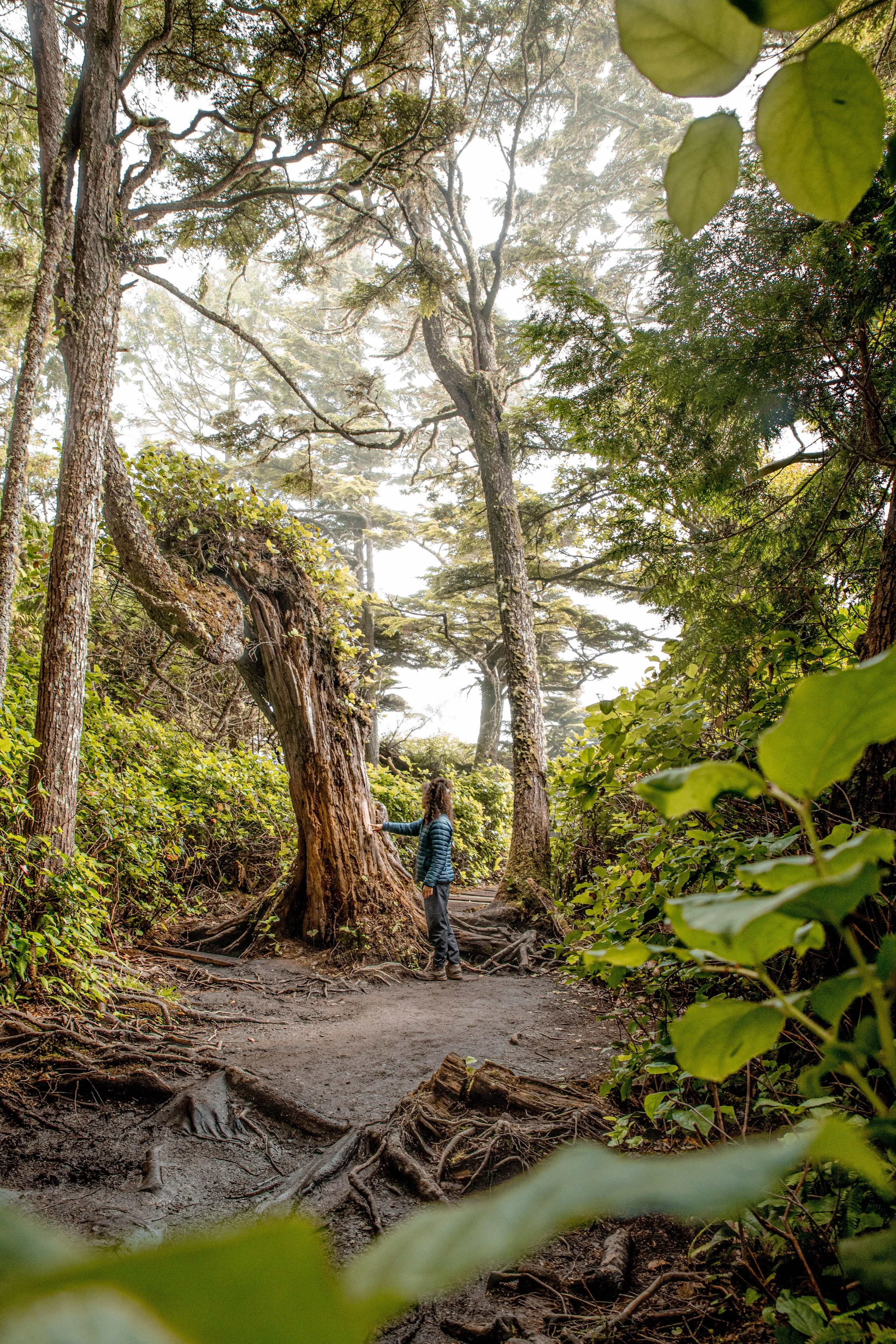 Picture - Vancouver Island Forest.jpg