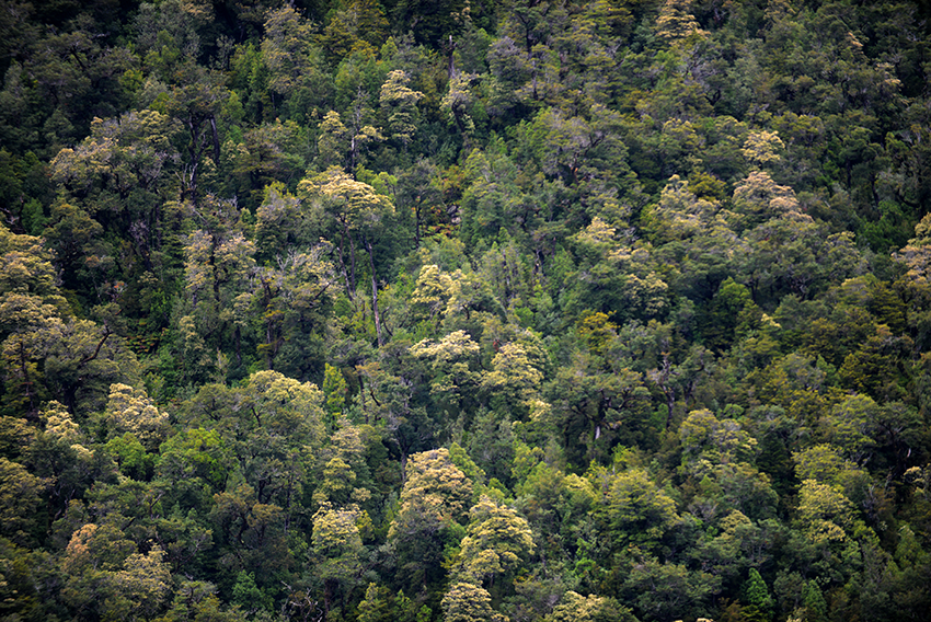 Une forêt dense avec de nombreux arbres verts et quelques arbres avec des fleurs ou des bourgeons.