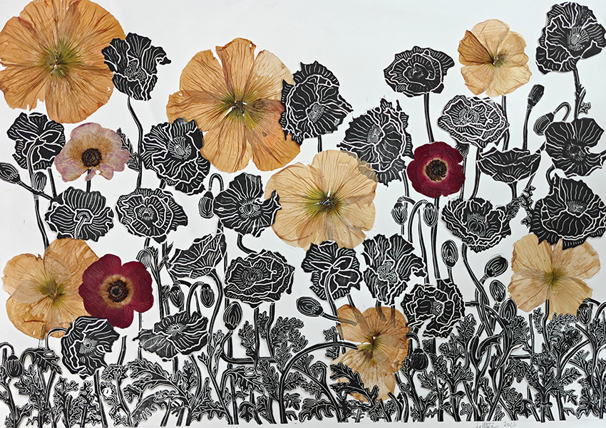 Collage de coquelicots Islandais