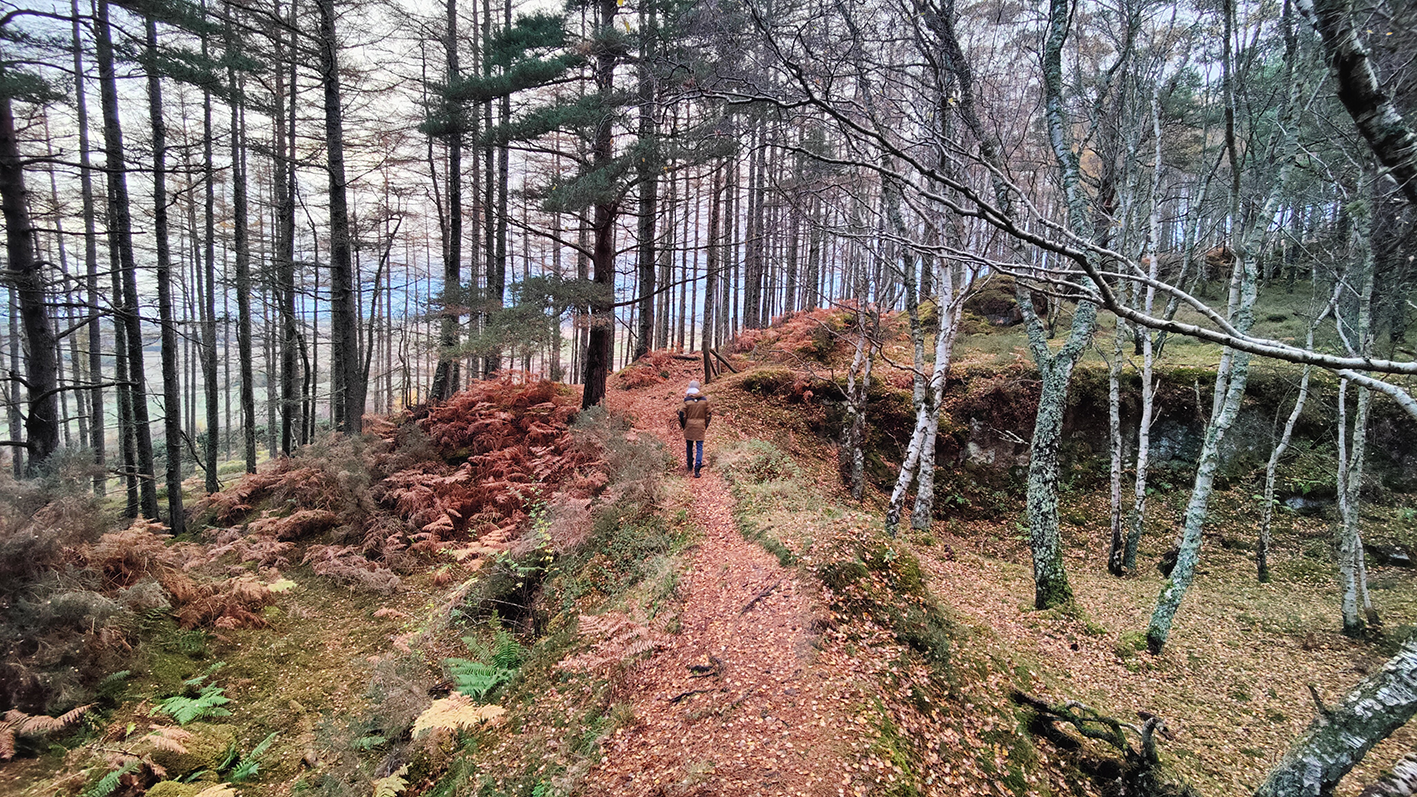 Une personne marche sur un sentier forestier en automne, entouré d'arbres aux feuilles tombées.