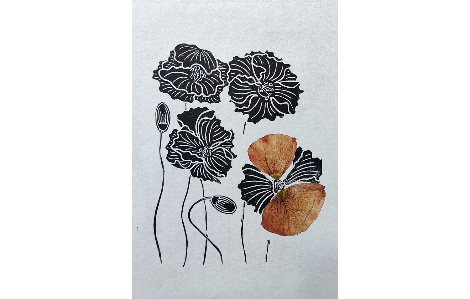 coquelicot fleurs sechees00.png