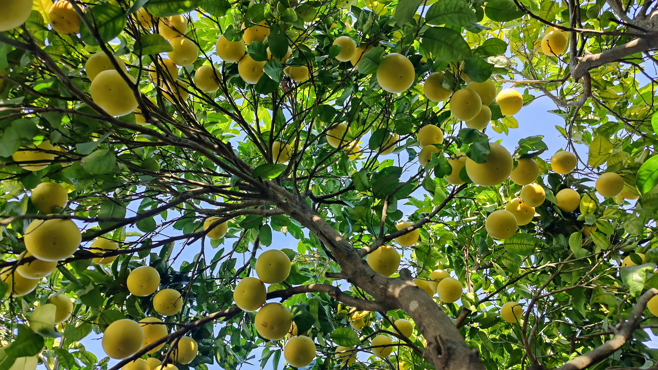 Rameau d'un arbre fruitier avec des fruits jaunes suspendus, feuilles vertes et ciel bleu en arrière-plan.