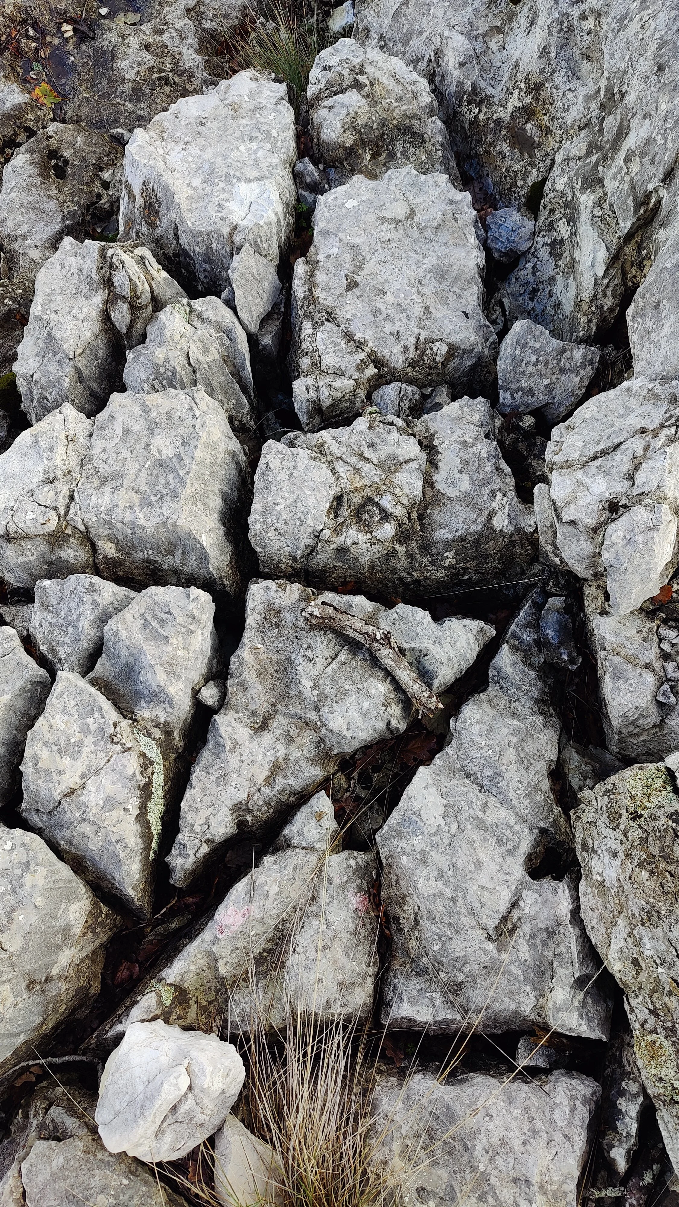 Gros plan de rochers gris et de petites plantes dans un environnement rocheux.
