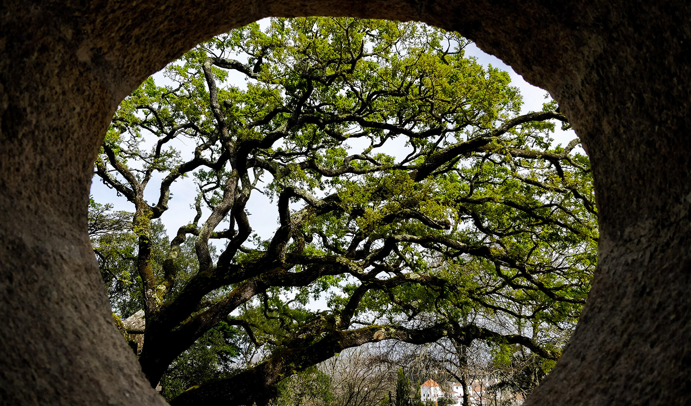 Vue d'un arbre avec des branches tordues et des feuilles vertes, encadrée par un trou dans un mur en pierre.