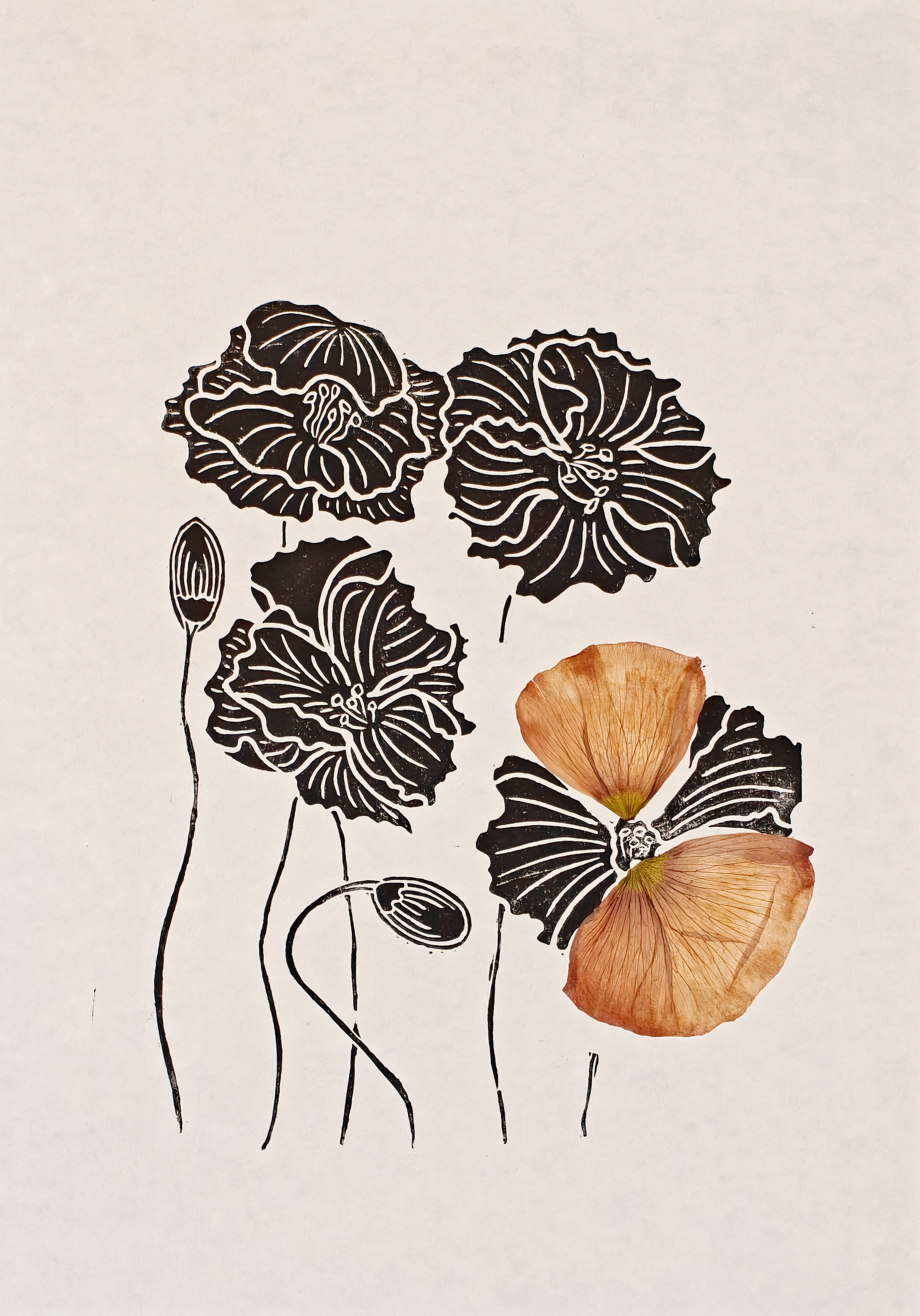 coquelicot fleurs sechees0.png