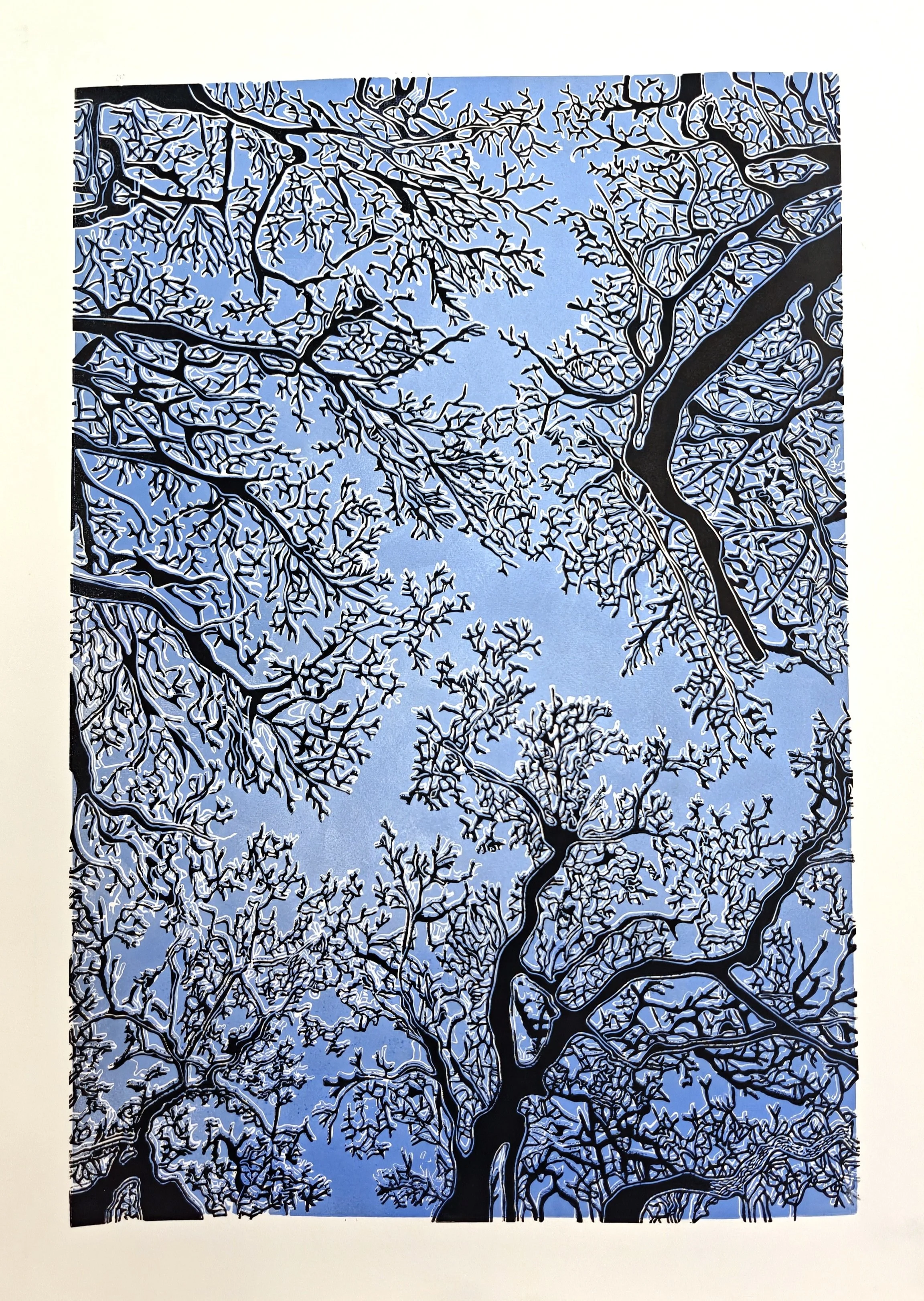 Le Chêne Blanc de Provence en Hiver