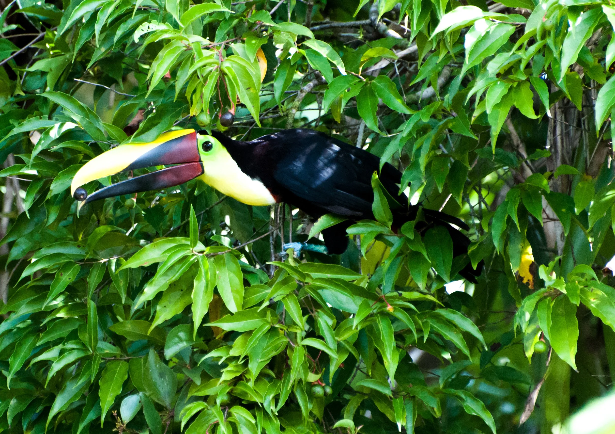 un toucan perché dans un arbre feuillu