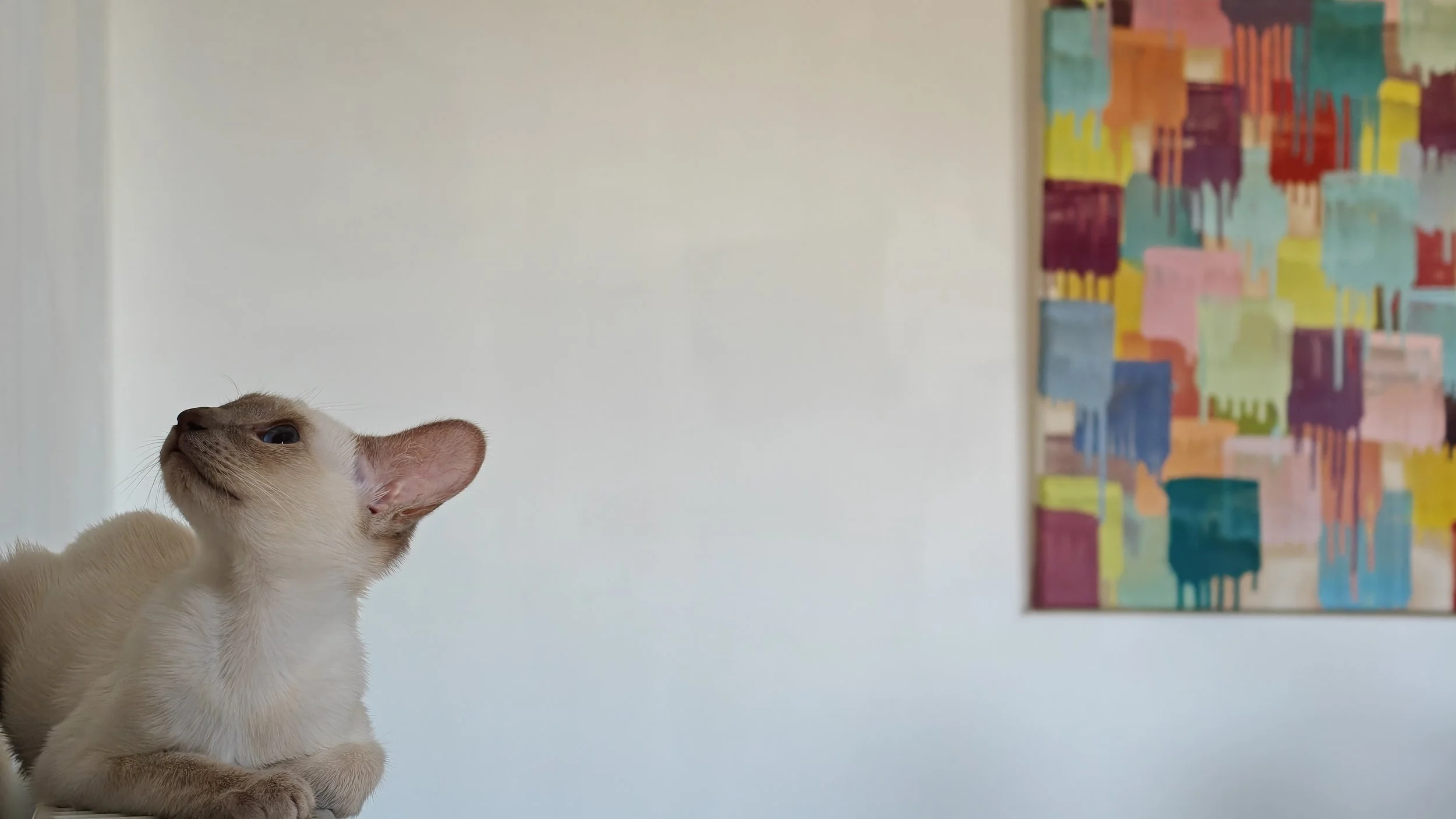 Un chat beige avec un motif blanc sous le menton, regardant vers la gauche, dans une pièce avec un mur blanc et une peinture abstraite de couleurs vives en arrière-plan.