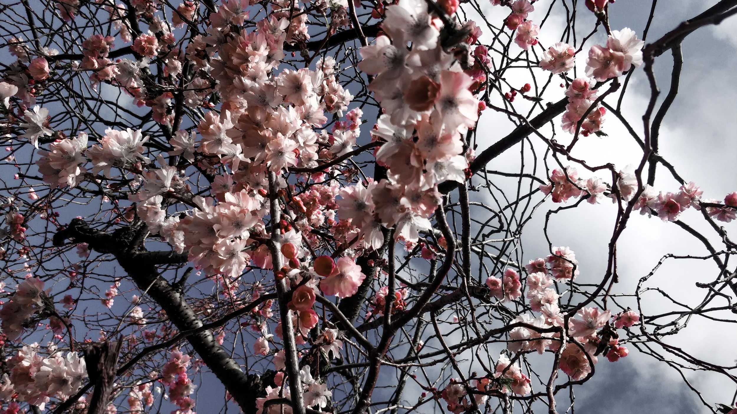 Branches d'un arbre avec des fleurs roses en pleine floraison sous un ciel partiellement nuageux.