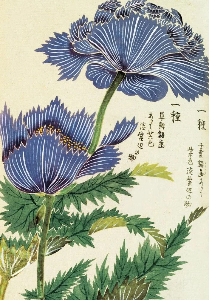 Deux fleurs de coquelicot en style japonais avec feuilles vertes.