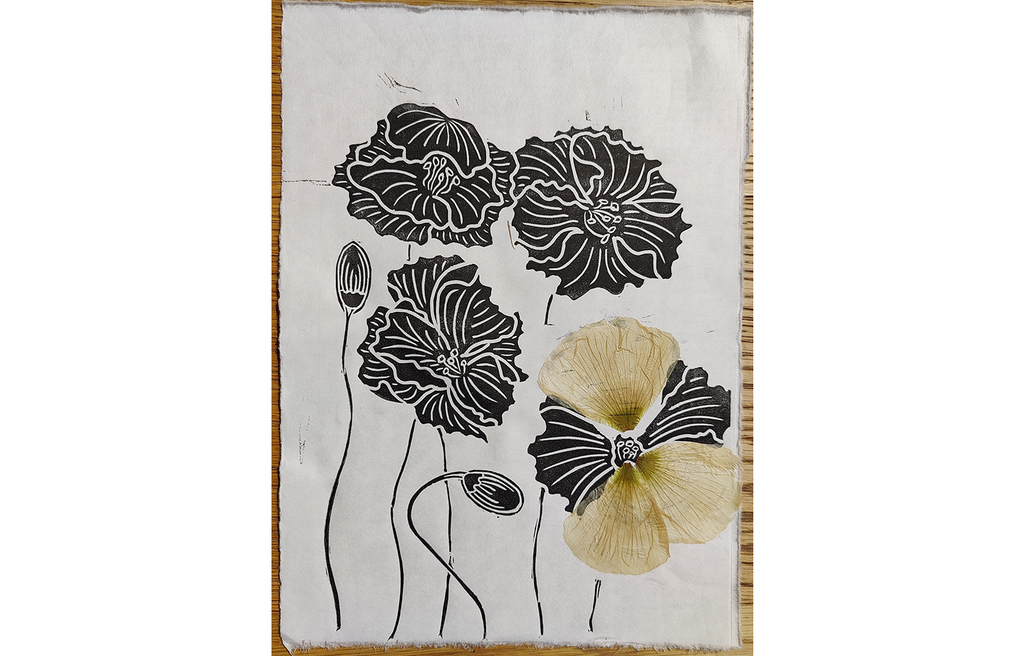 coquelicot fleurs sechees000.png