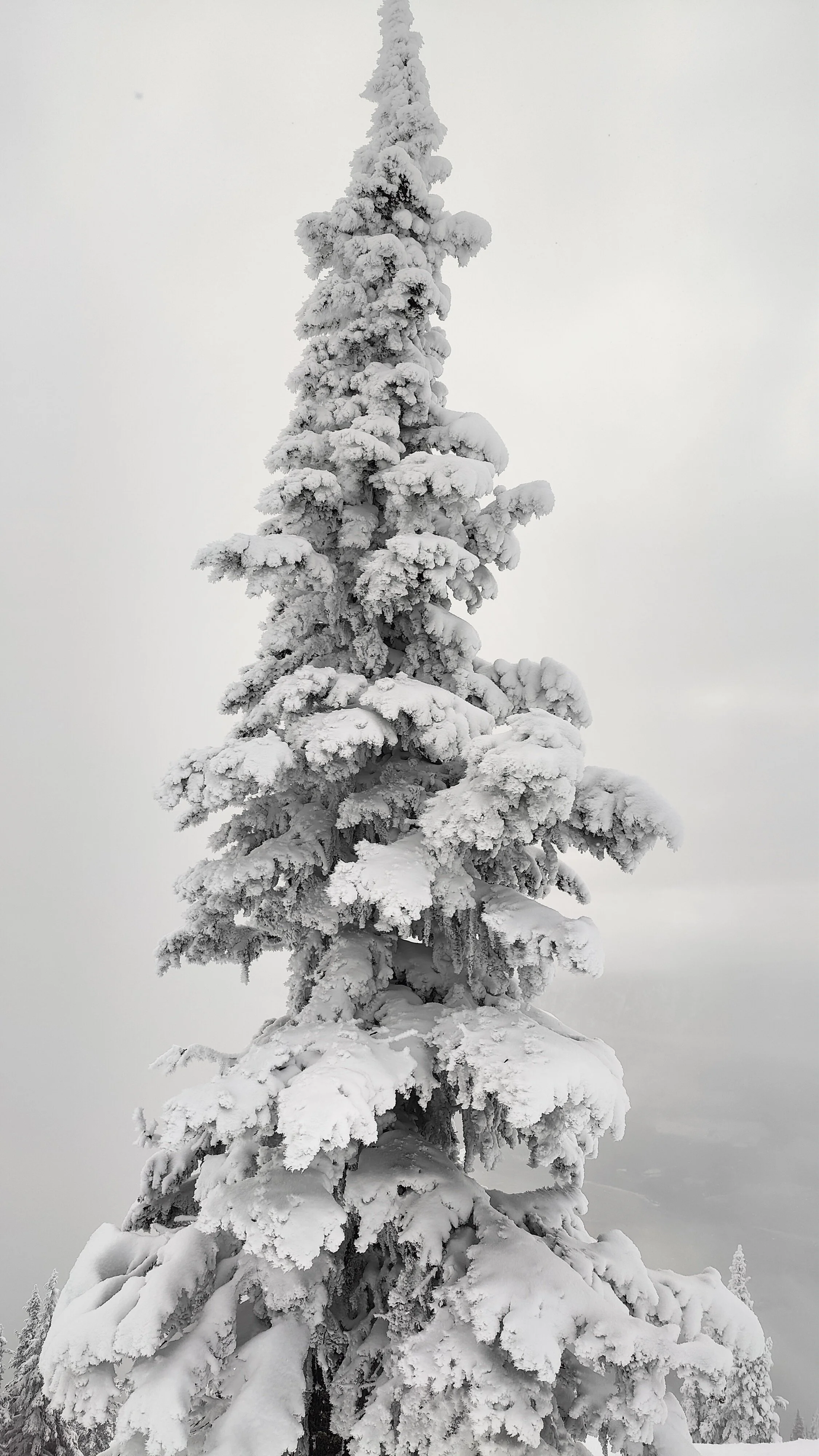 Un arbre recouvert de neige.